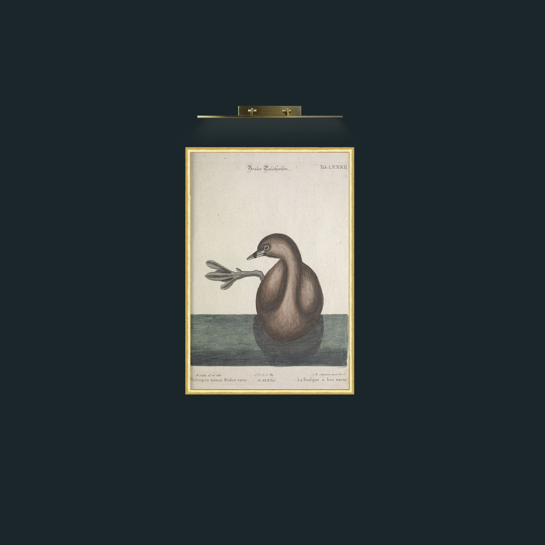 Varied-beaked Coot-Frame-3RoundedGilt-Art.jpg
