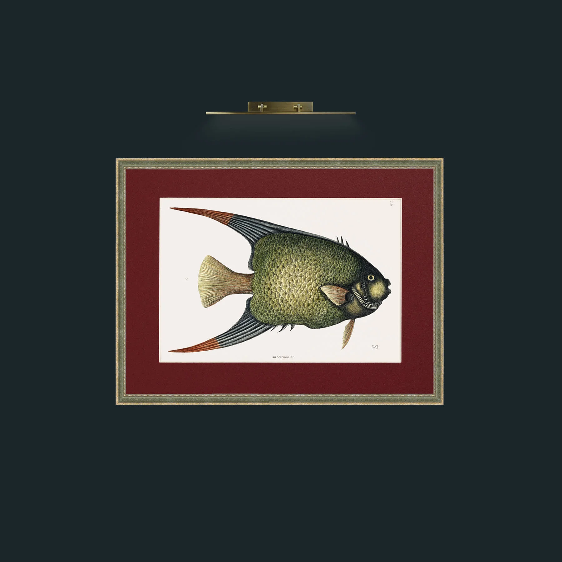 Art-Angel Fish-Frame-2GreenGiltTextured-Mount-4Red.jpg