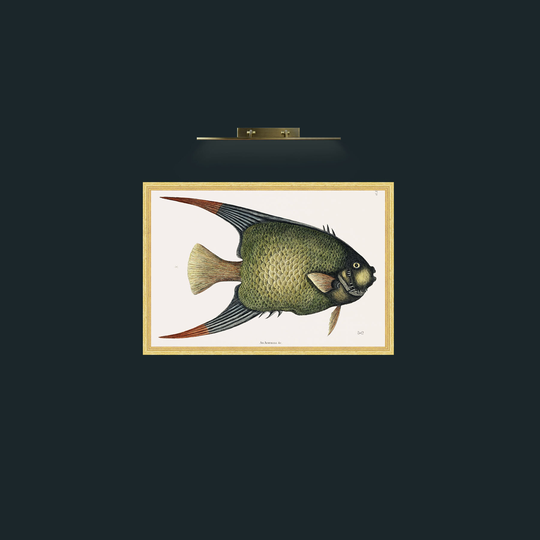 Art-Angel Fish-Frame-4BevelledGilt.jpg