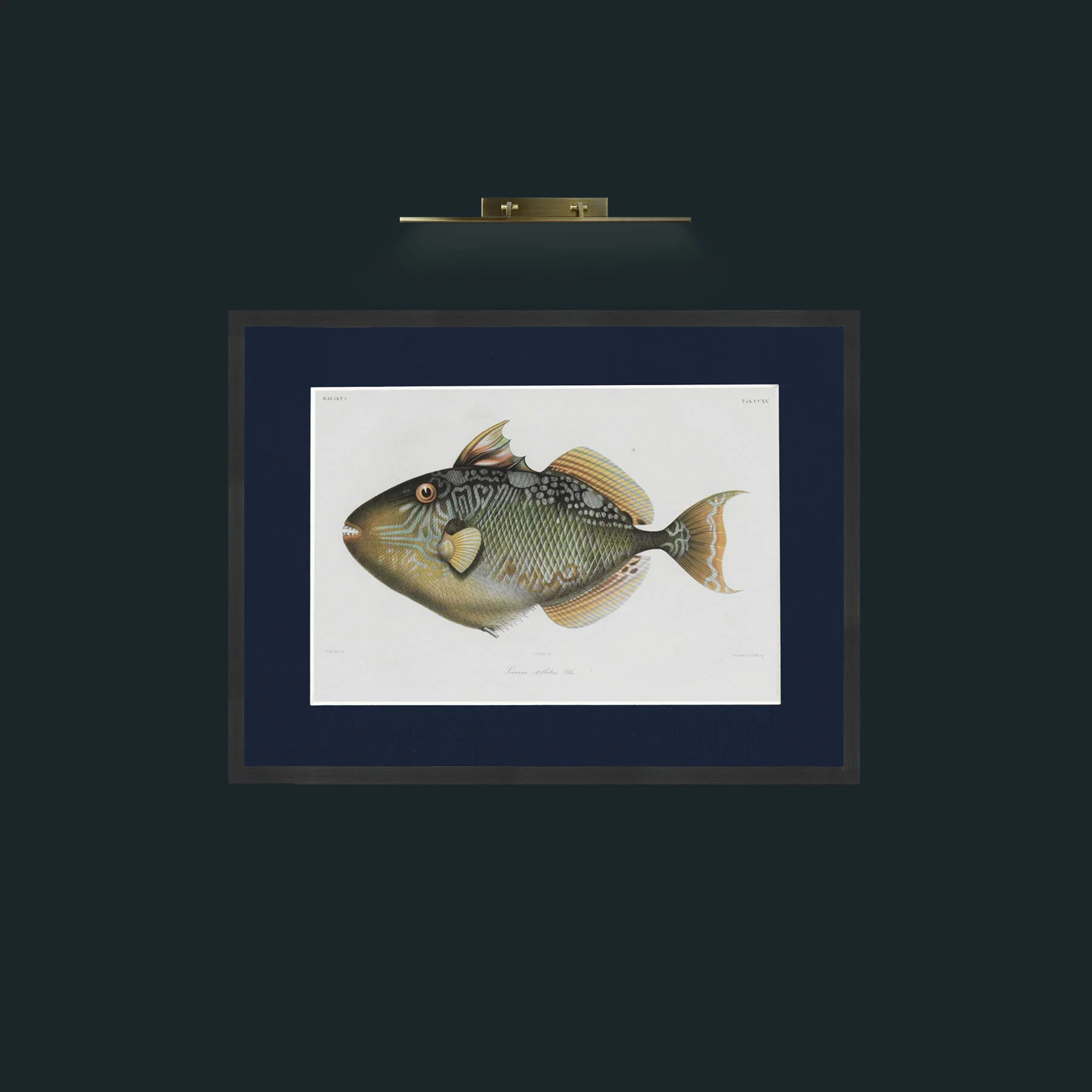 Art-Balist 1-Frame-7Black-Mount-3Blue.jpg
