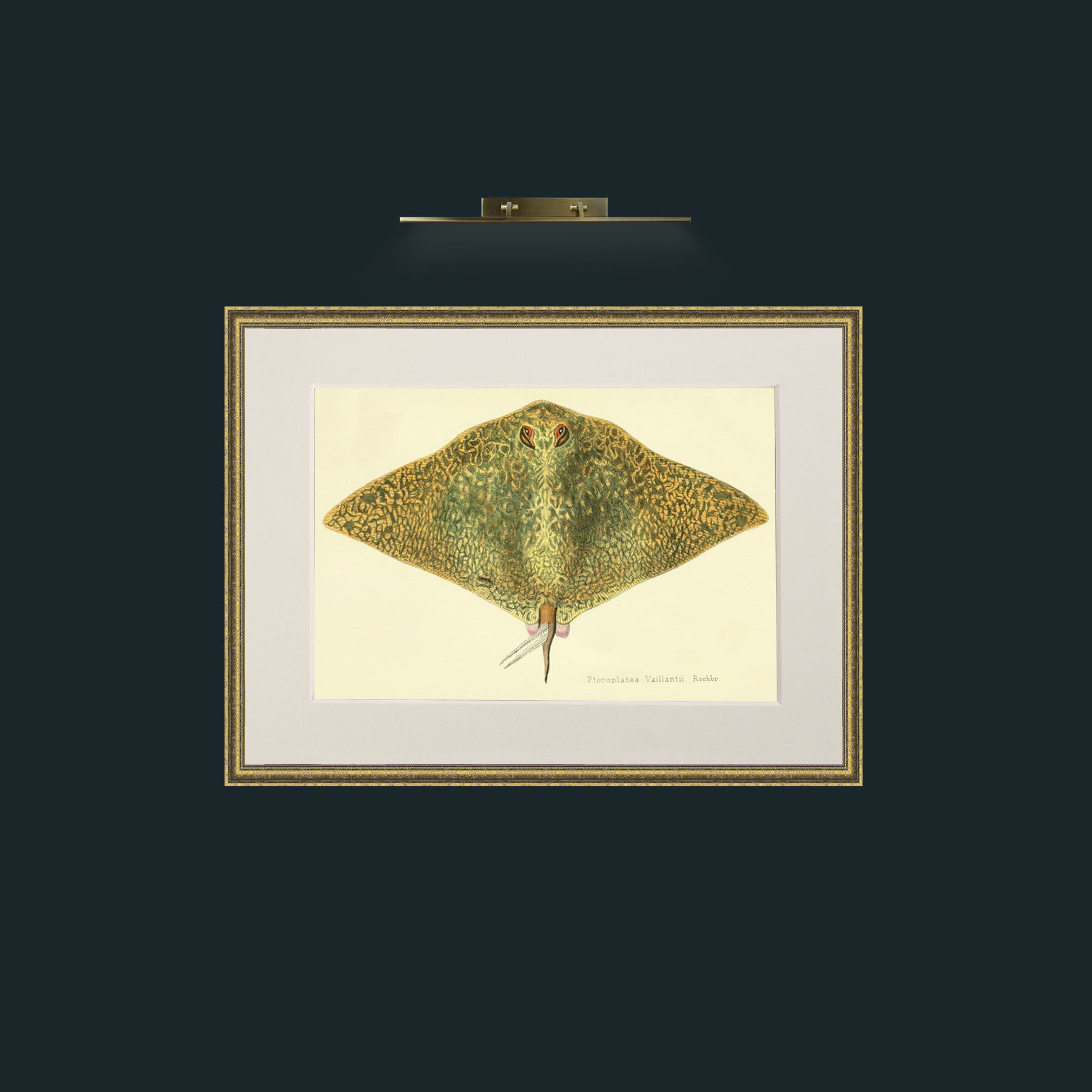 Art-Butterfly Ray-Frame-1TexturedGilt-Mount-1Antique.jpg