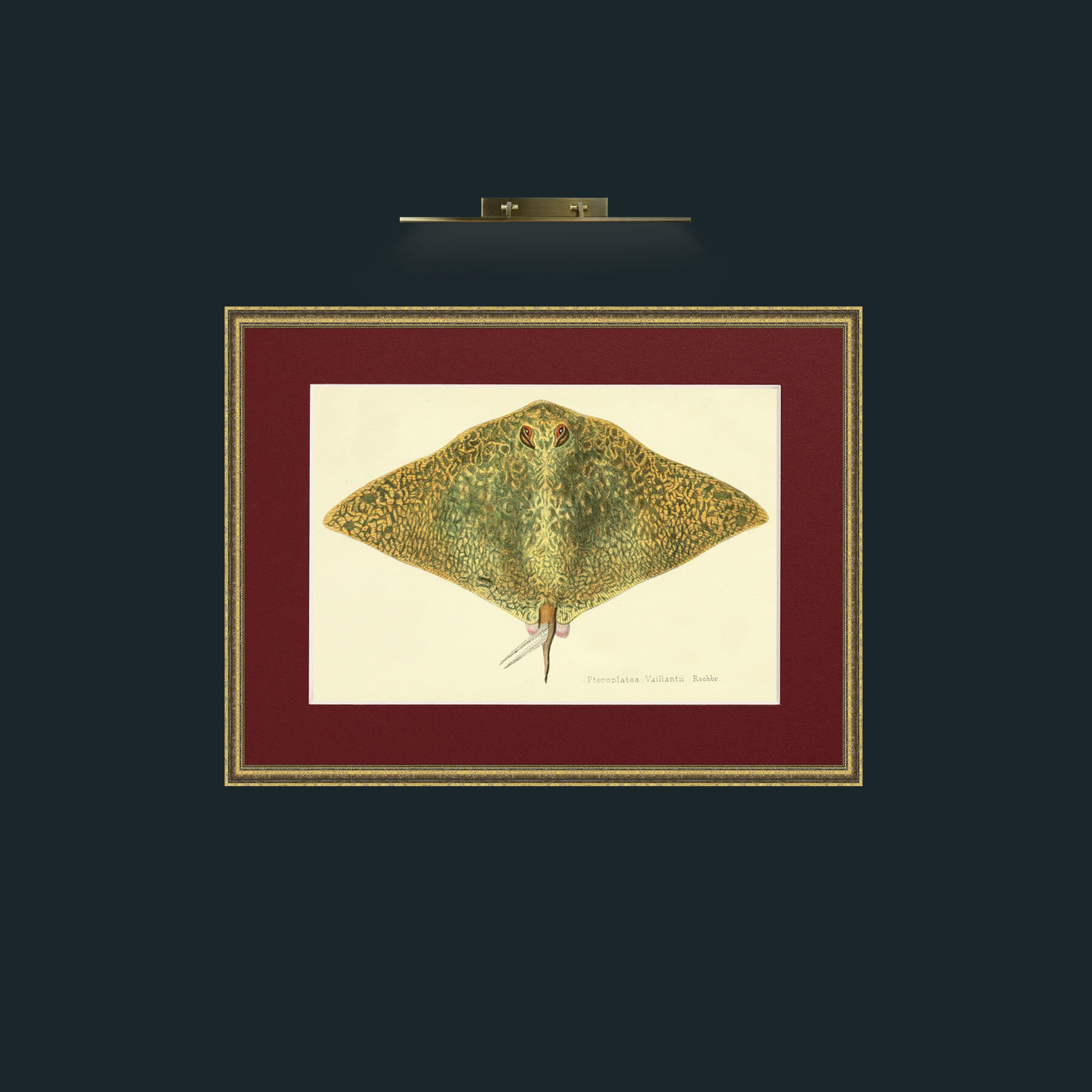 Art-Butterfly Ray-Frame-1TexturedGilt-Mount-4Red.jpg
