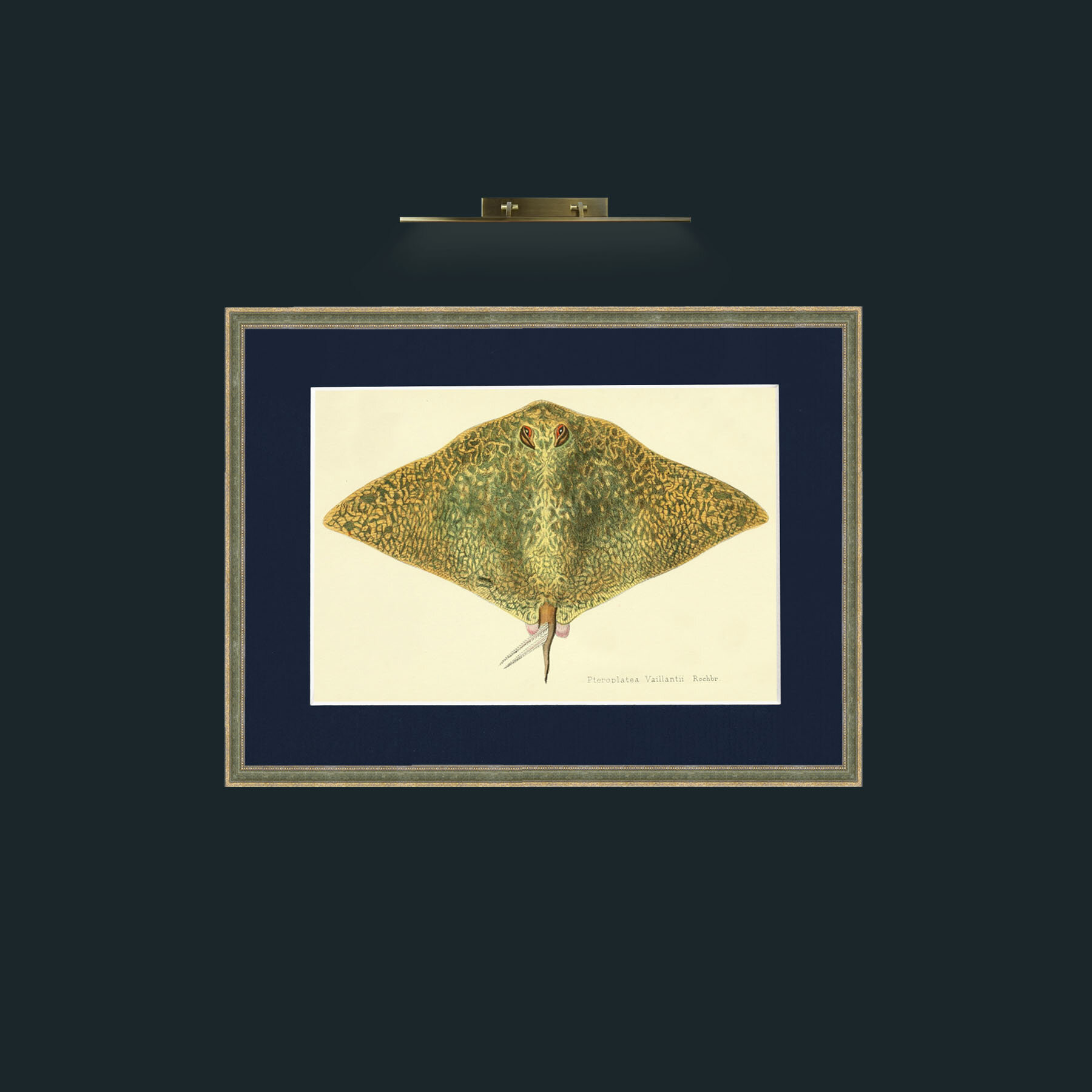 Art-Butterfly Ray-Frame-2GreenGiltTextured-Mount-3Blue.jpg