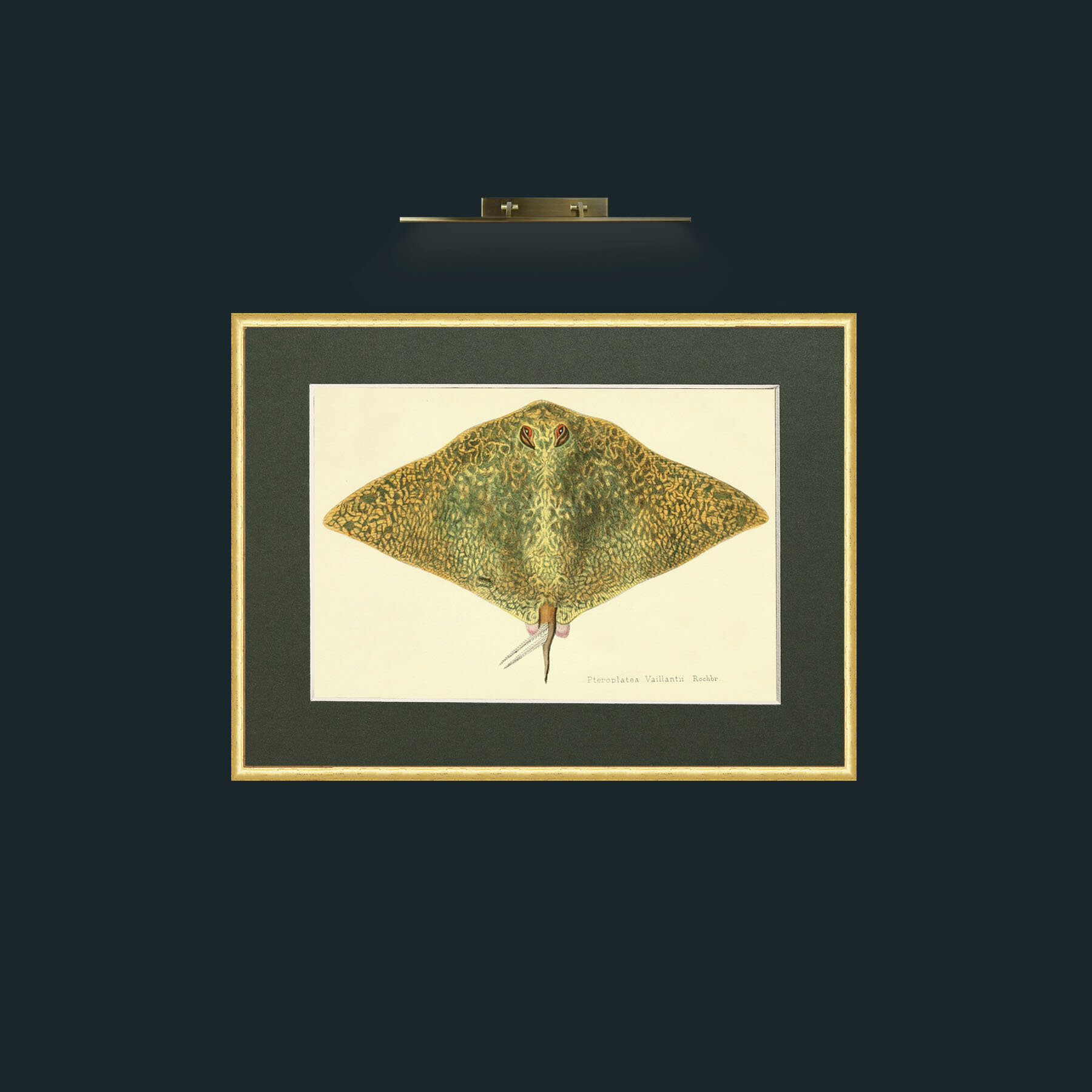 Art-Butterfly Ray-Frame-3RoundedGilt-Mount-2Green.jpg