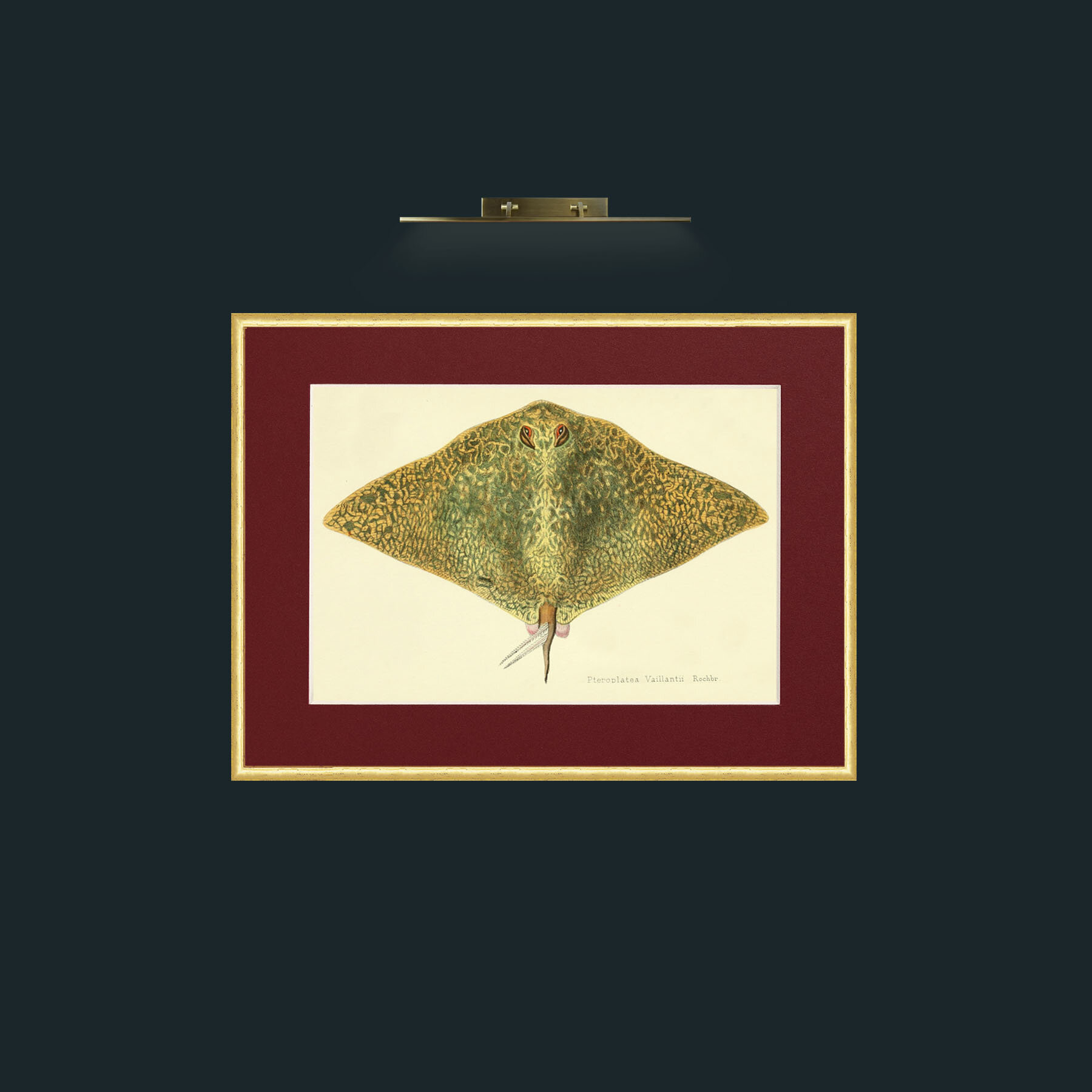 Art-Butterfly Ray-Frame-3RoundedGilt-Mount-4Red.jpg