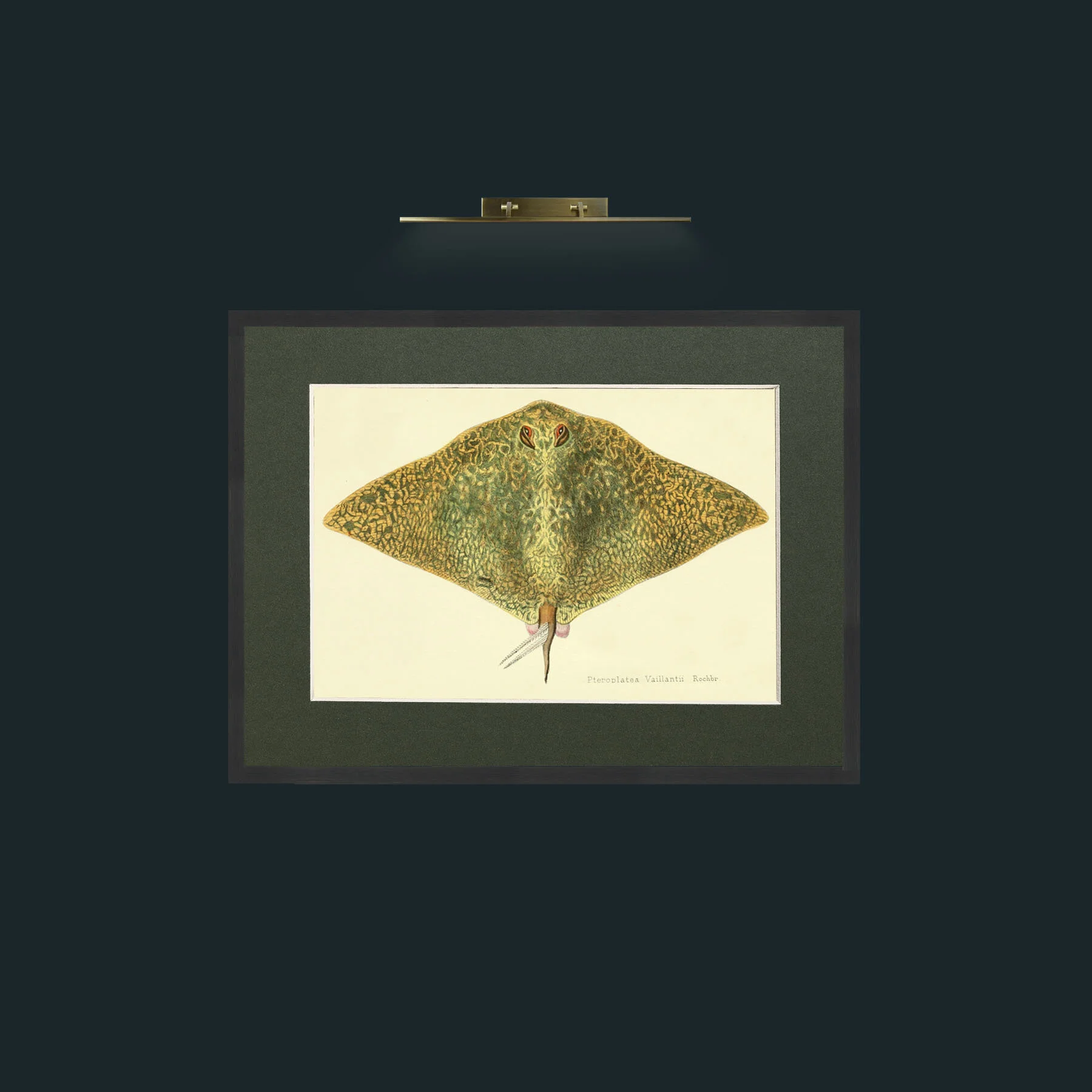 Art-Butterfly Ray-Frame-7Black-Mount-2Green.jpg