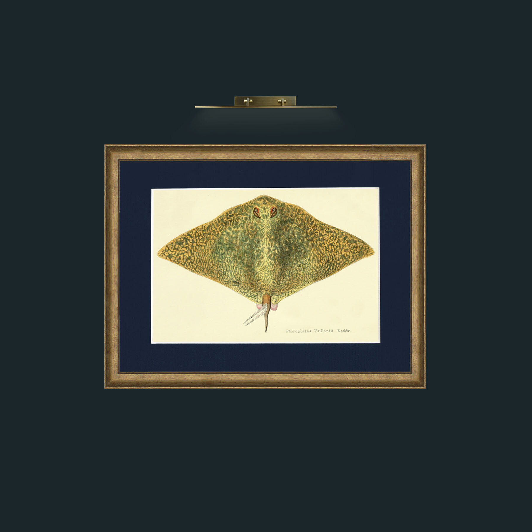 Art-Butterfly Ray-Frame-8AntiqueRedGoldGilt-Mount-3Blue.jpg