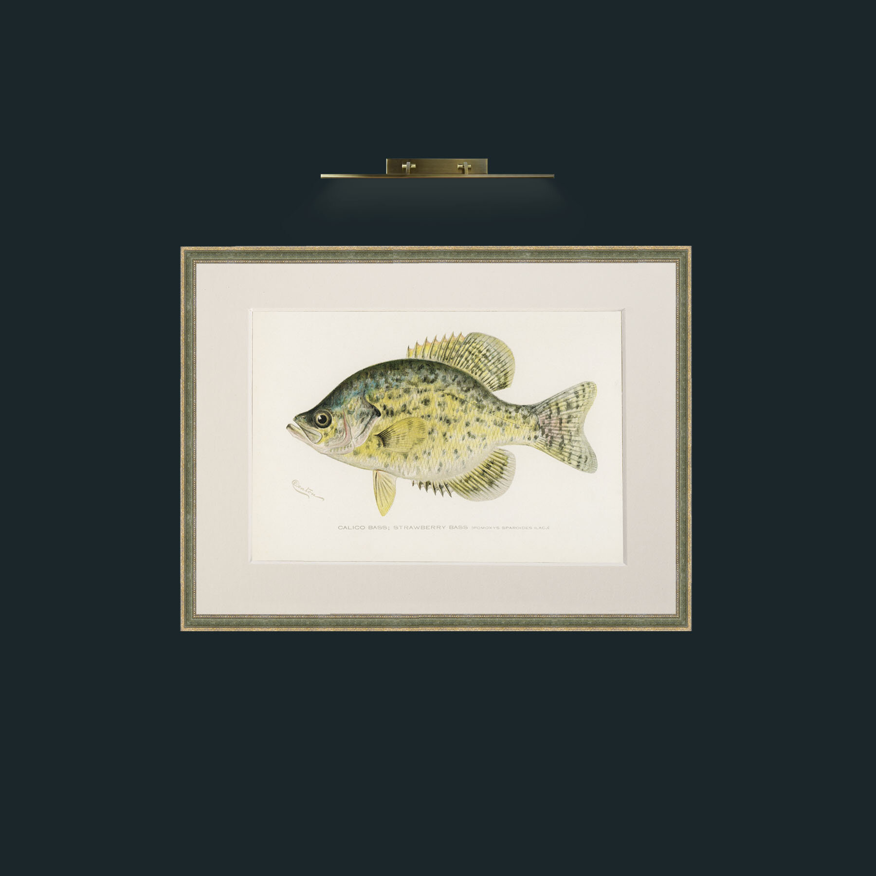 Art-Calico Bass-Frame-2GreenGiltTextured-Mount-1Antique.jpg