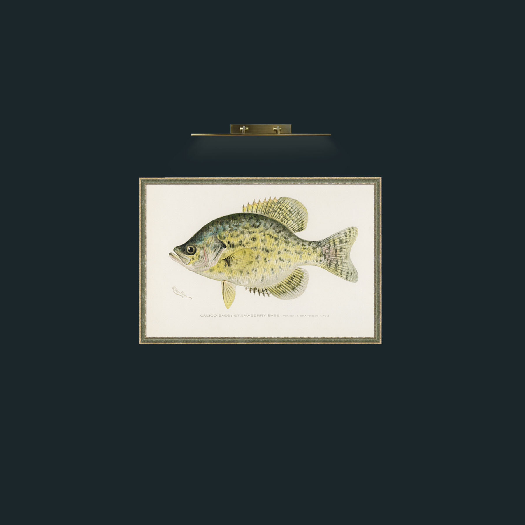 Art-Calico Bass-Frame-2GreenGiltTextured.jpg