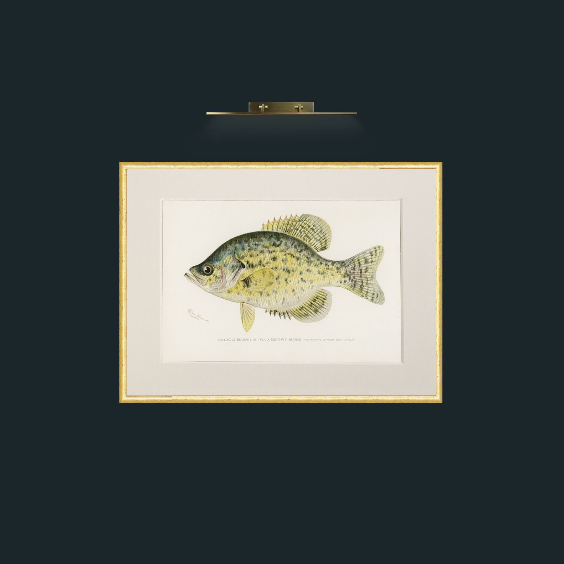 Art-Calico Bass-Frame-3RoundedGilt-Mount-1Antique.jpg