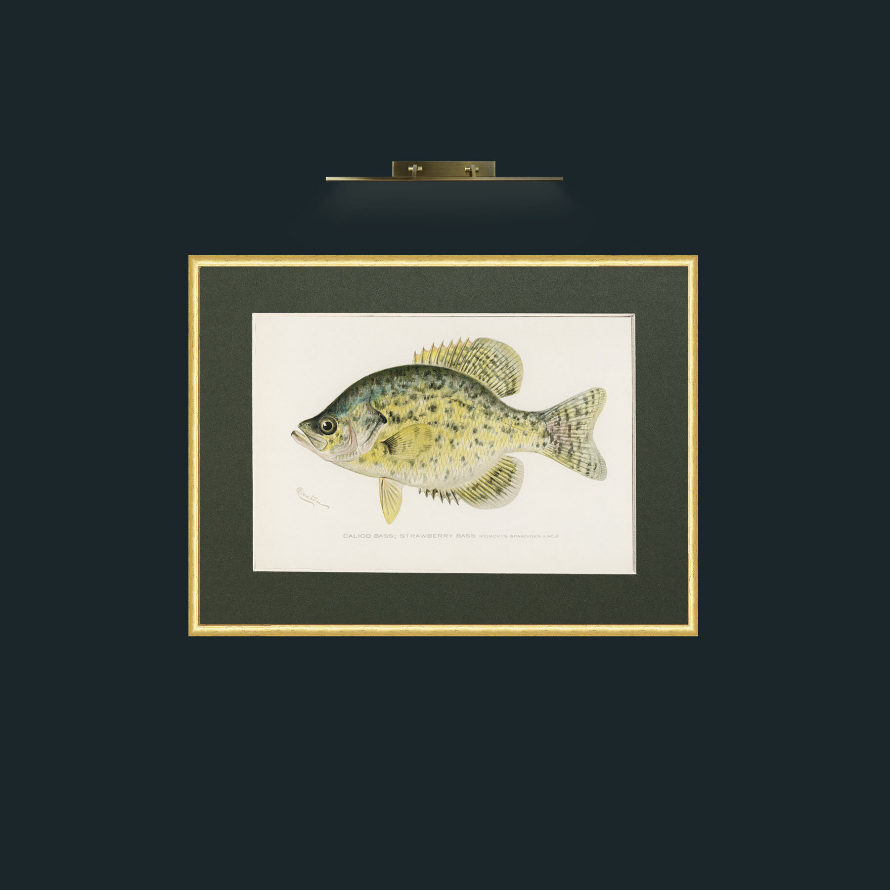 Art-Calico Bass-Frame-3RoundedGilt-Mount-2Green.jpg