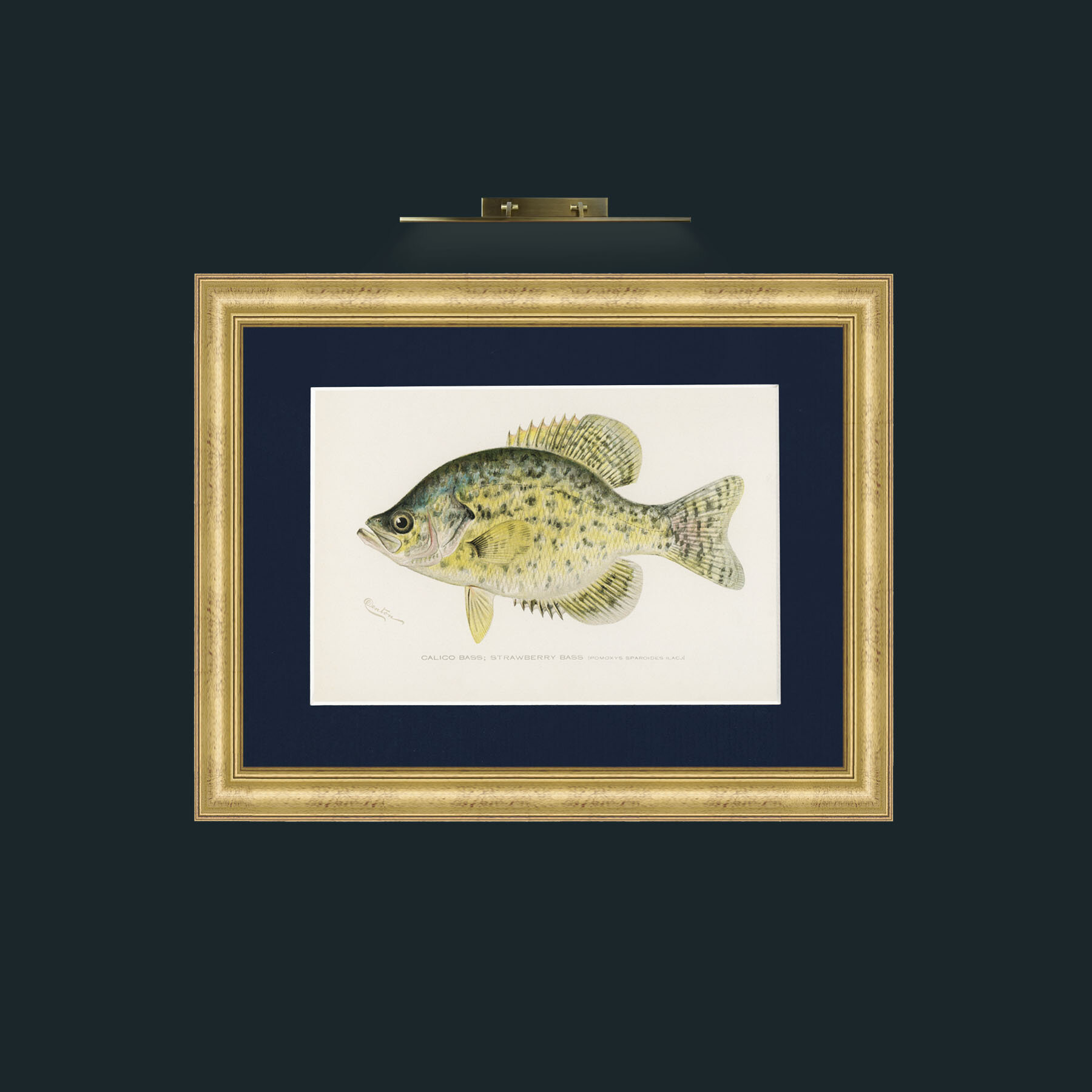 Art-Calico Bass-Frame-9WideGilt-Mount-3Blue.jpg