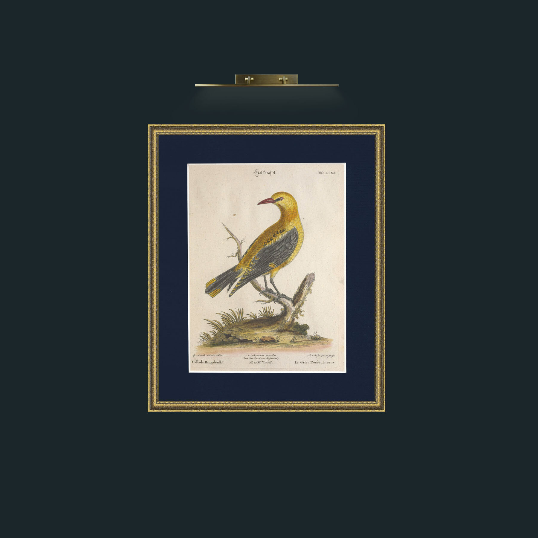 Art-Golden Thrush-Frame-1GiltTextured-Mount-3Blue.jpg