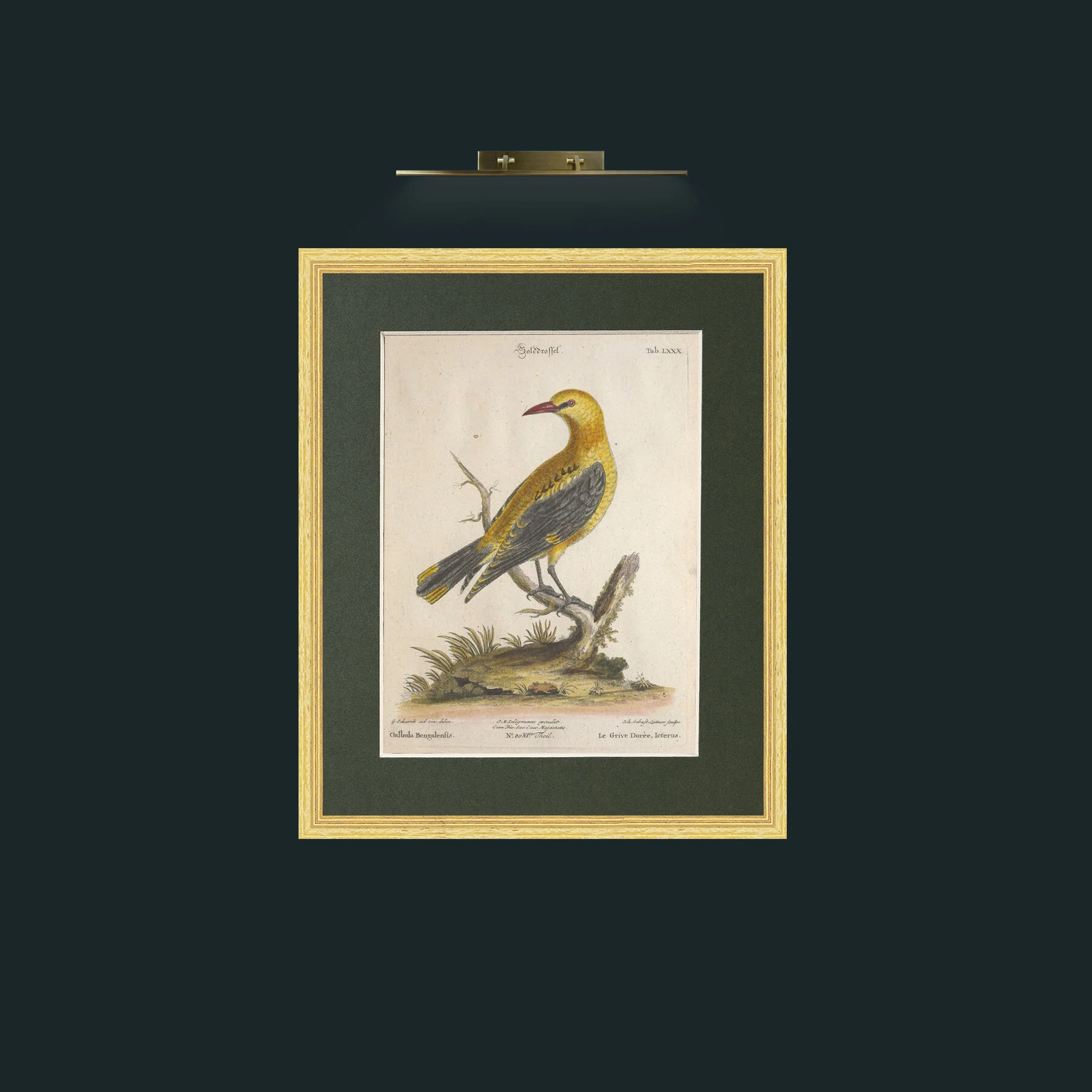 Art-Golden Thrush-Frame-4BevelledGilt-Mount-2Green.jpg