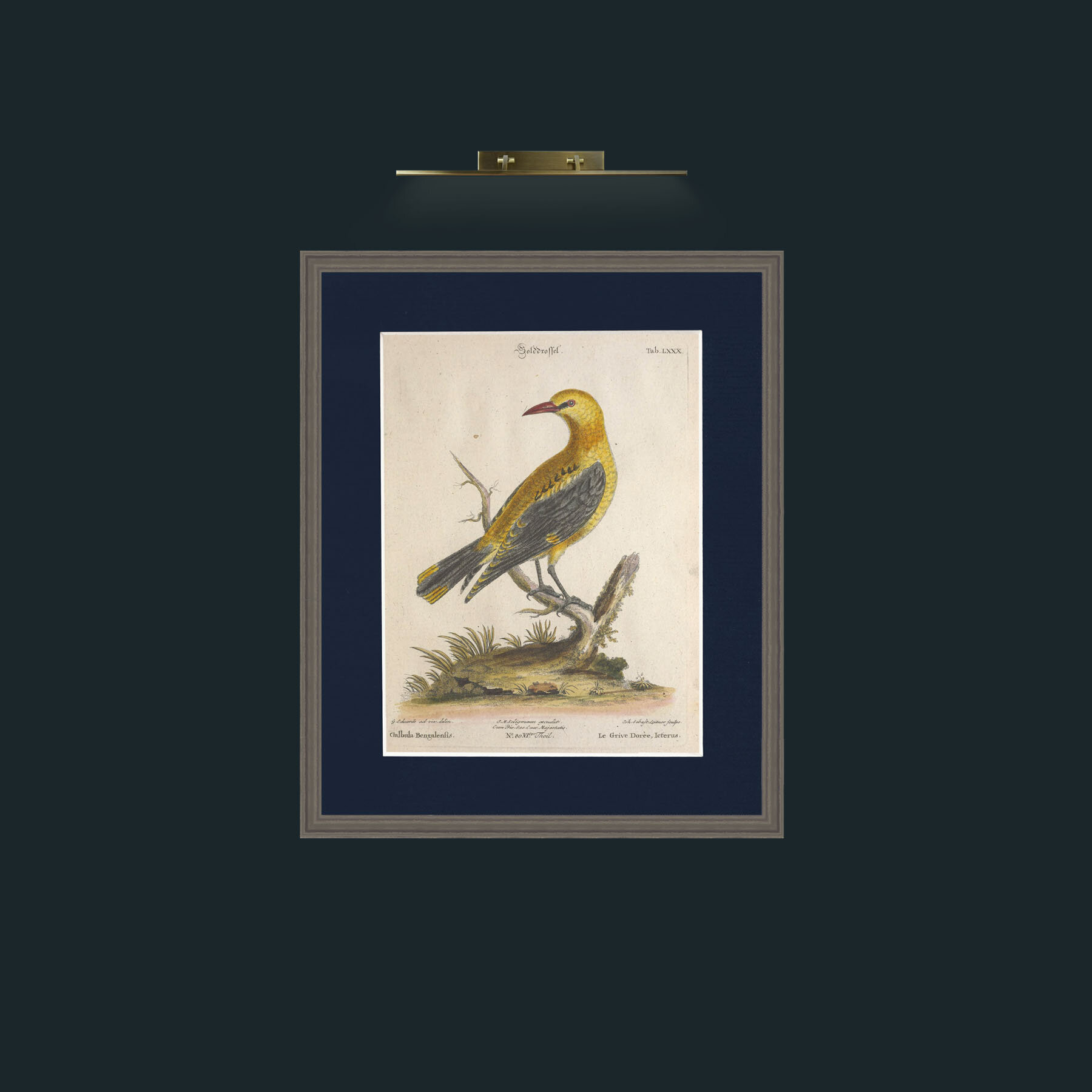 Art-Golden Thrush-Frame-6Grey-Mount-3Blue.jpg