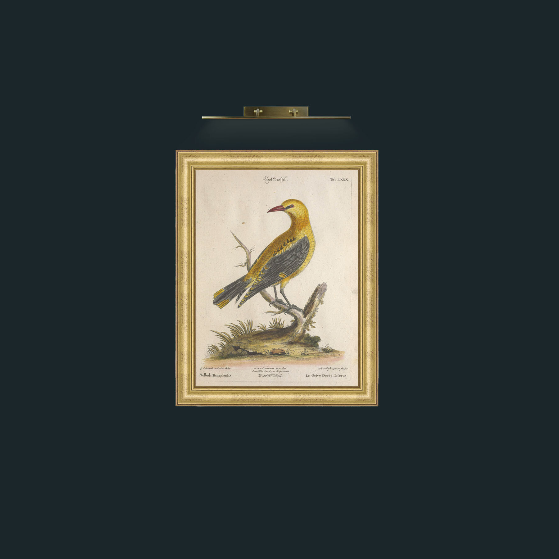 Art-Golden Thrush-Frame-9WideGilt.jpg