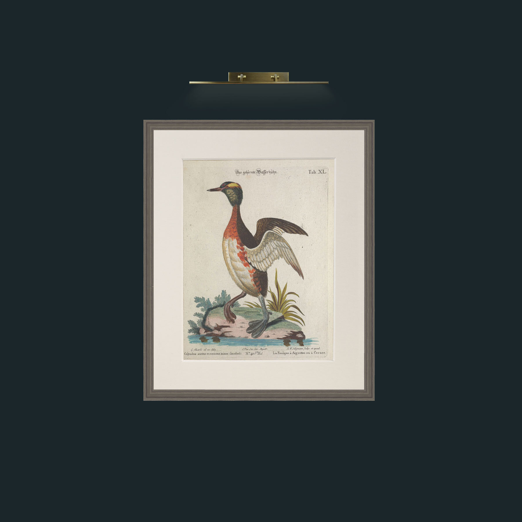 Art-Horned Coot-Frame-6Grey-Mount-1Antique.jpg