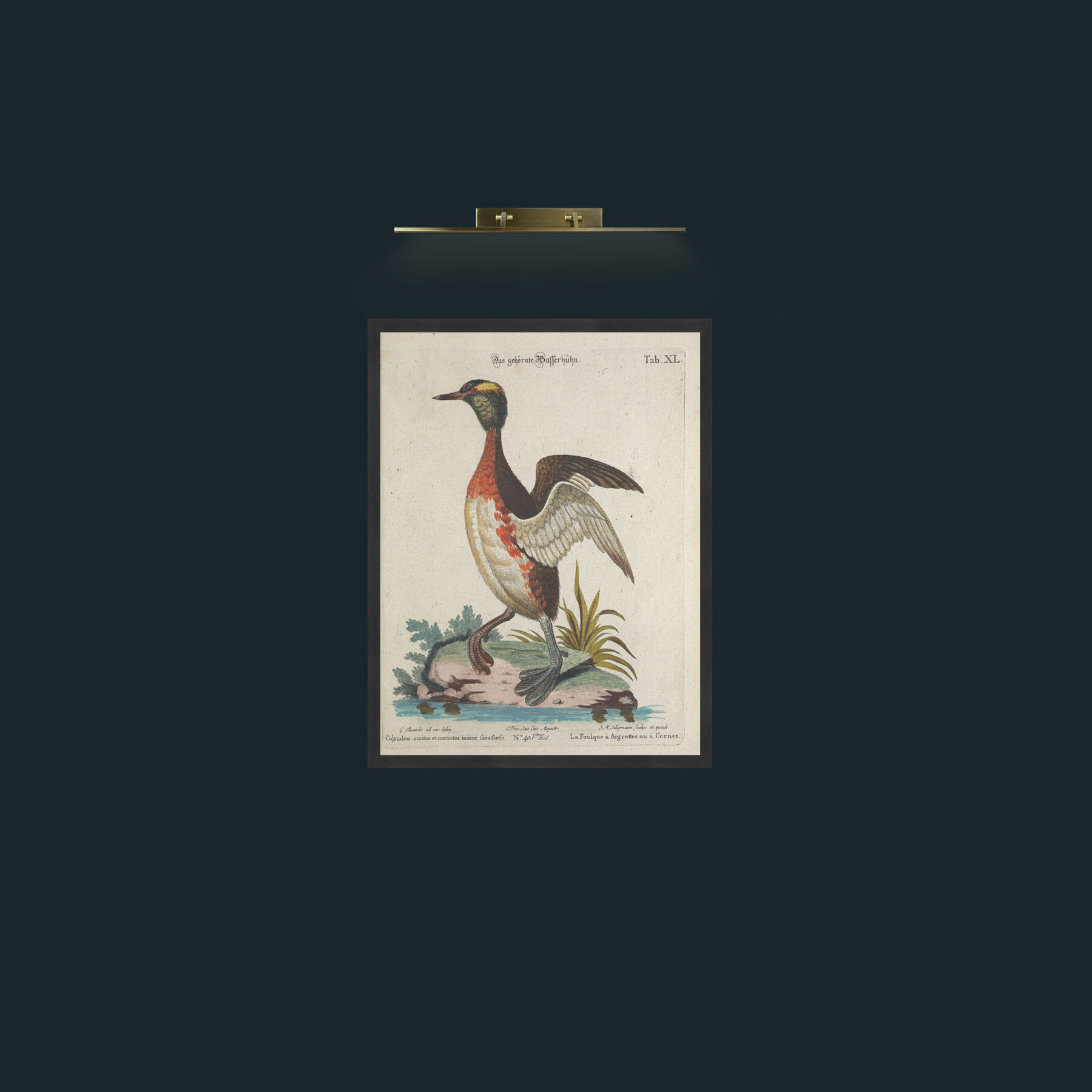 Art-Horned Coot-Frame-7Black.jpg