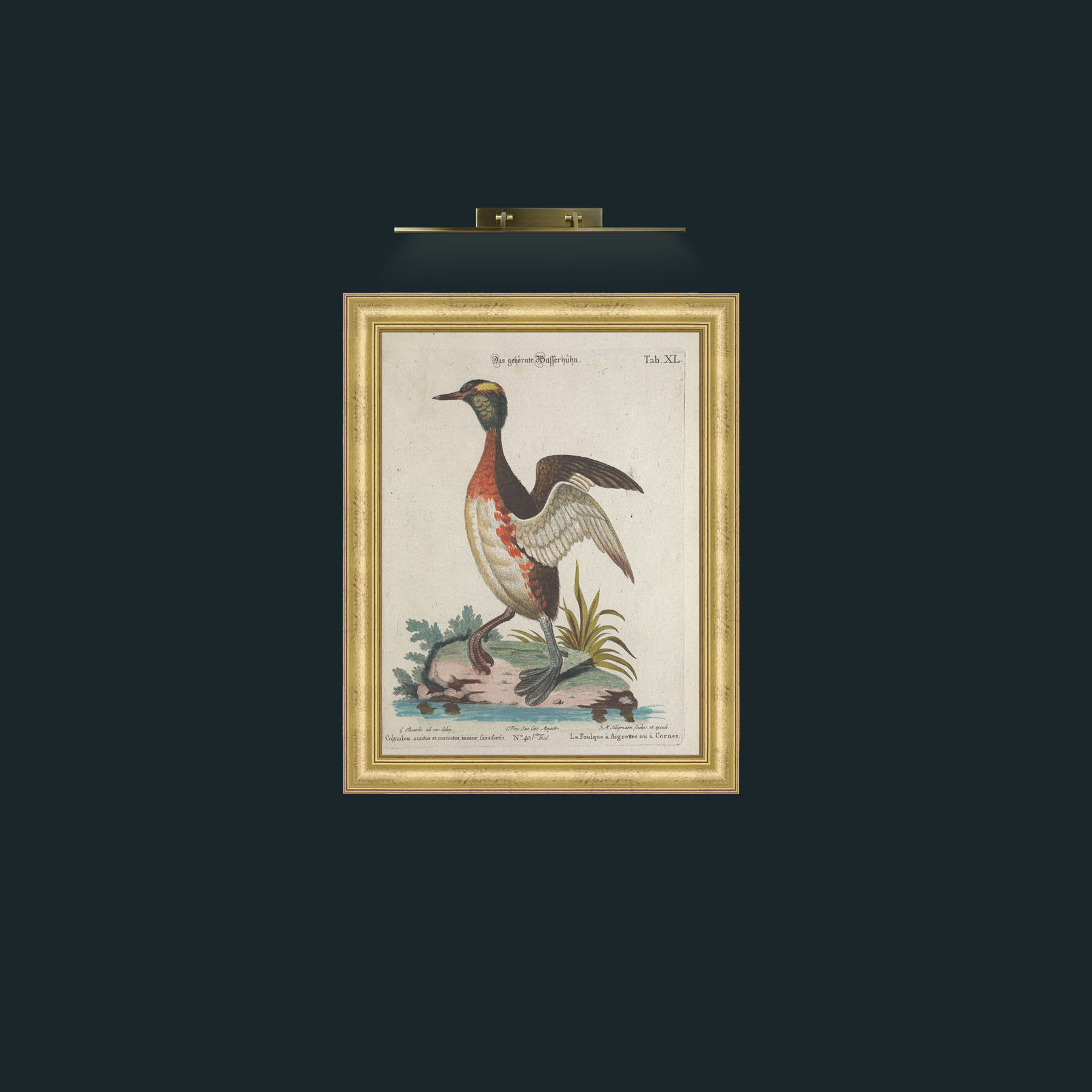 Art-Horned Coot-Frame-9WideGilt.jpg