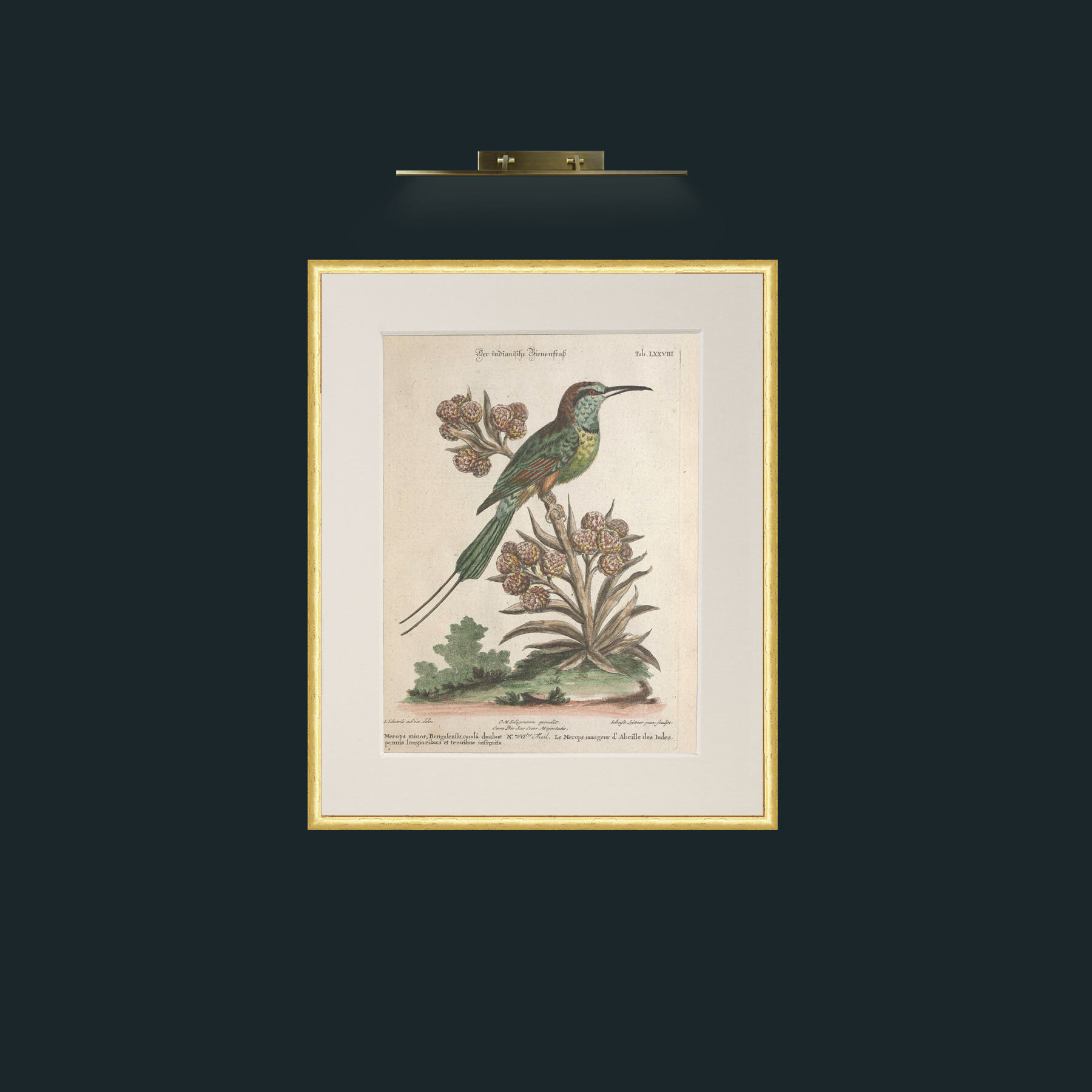 Art-Indian Bee Eater-Frame-3RoundedGilt-Mount-1Antique.jpg