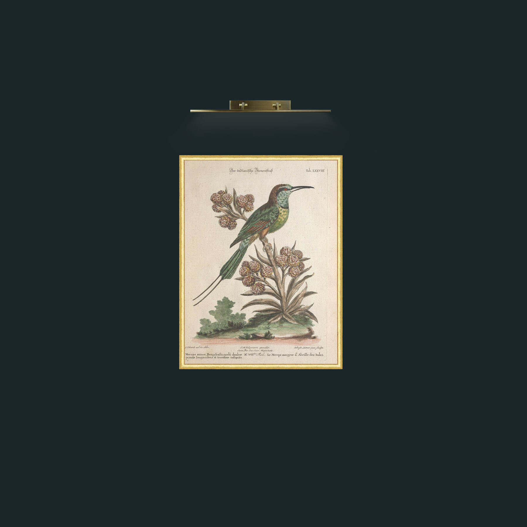 Art-Indian Bee Eater-Frame-3RoundedGilt.jpg