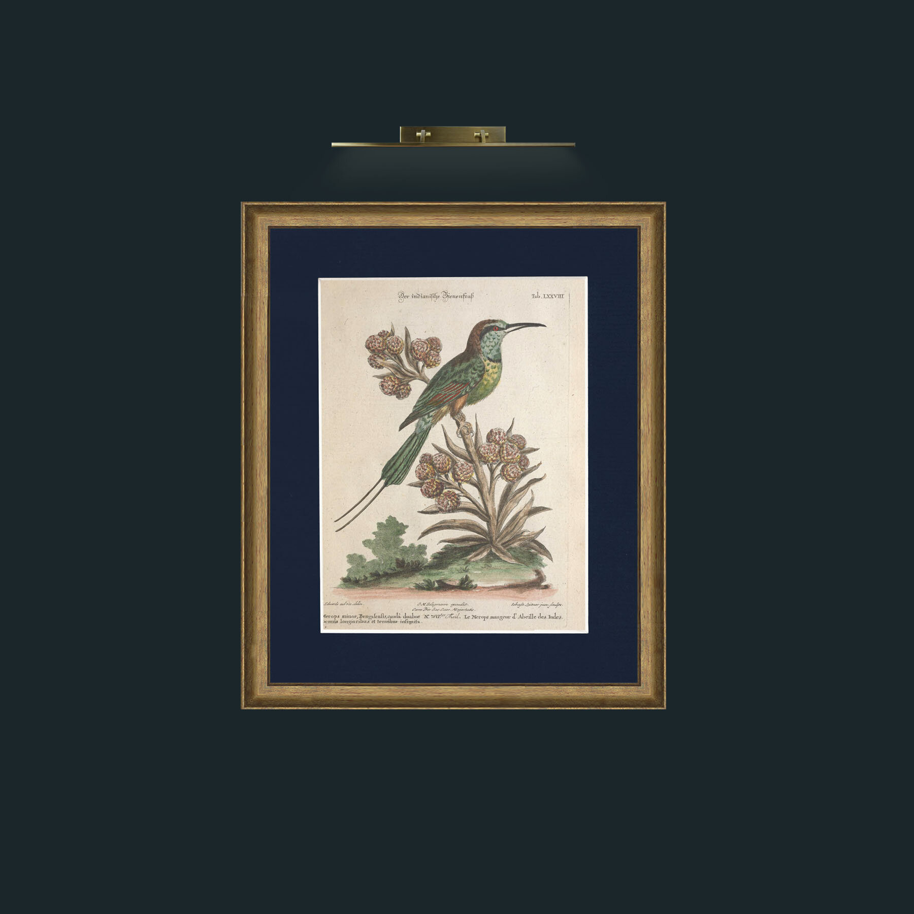 Art-Indian Bee Eater-Frame-8RedGreenGilt-Mount-3Blue.jpg