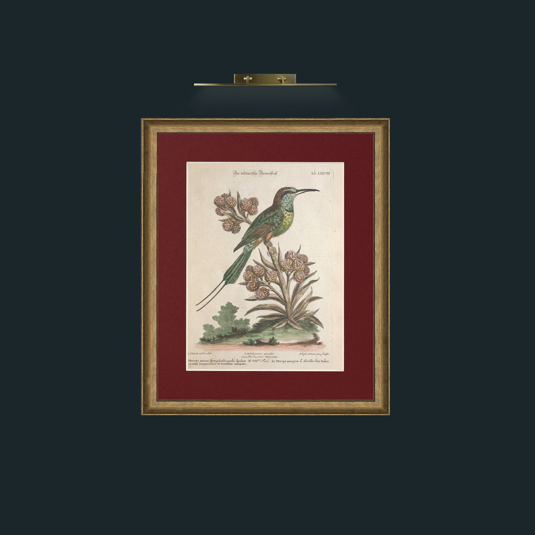 Art-Indian Bee Eater-Frame-8RedGreenGilt-Mount-4Red.jpg