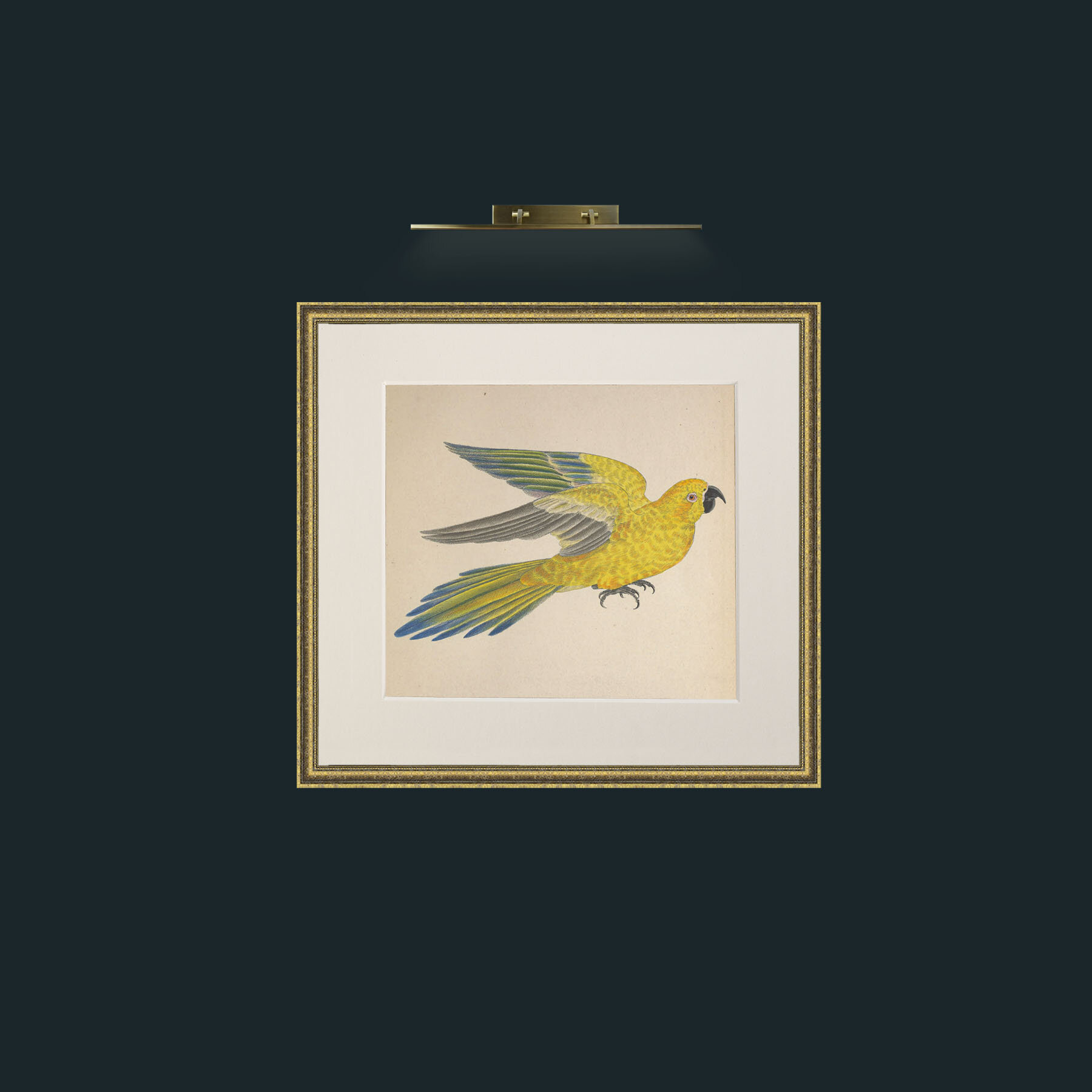 Art-Iuteus a Guarouba Aratinga-Frame-1GiltTextured-Mount-1Antique.jpg
