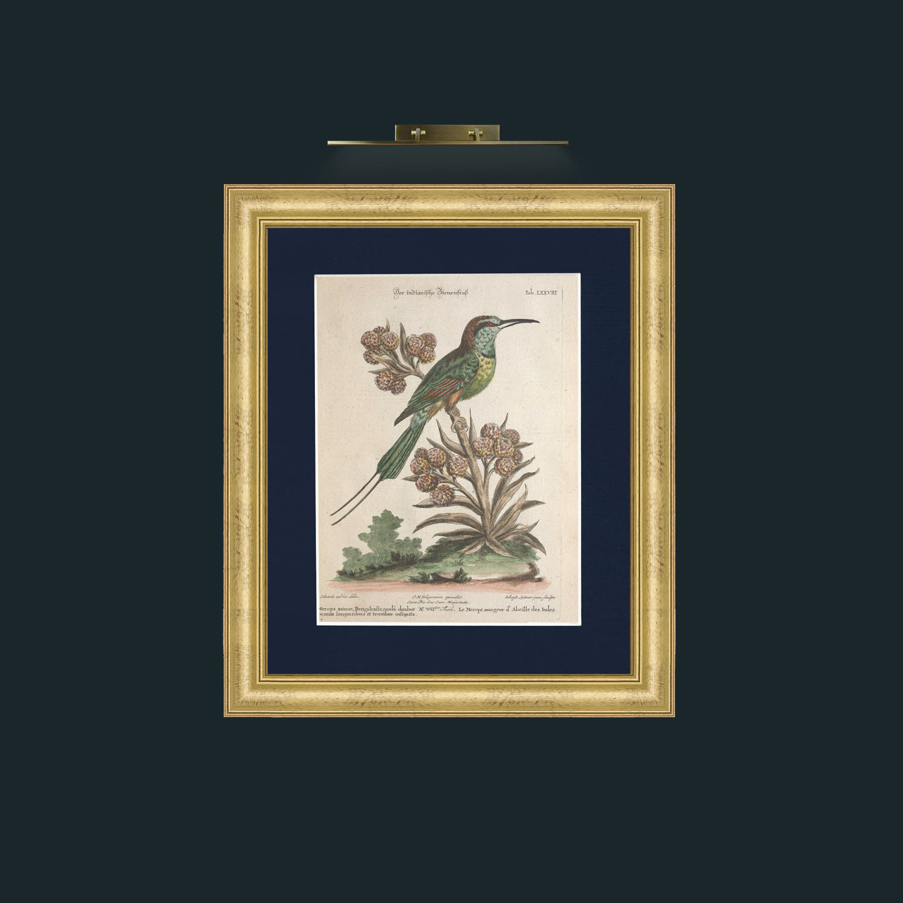 Art-Indian Bee Eater-Frame-9WideGilt-Mount-3Blue.jpg