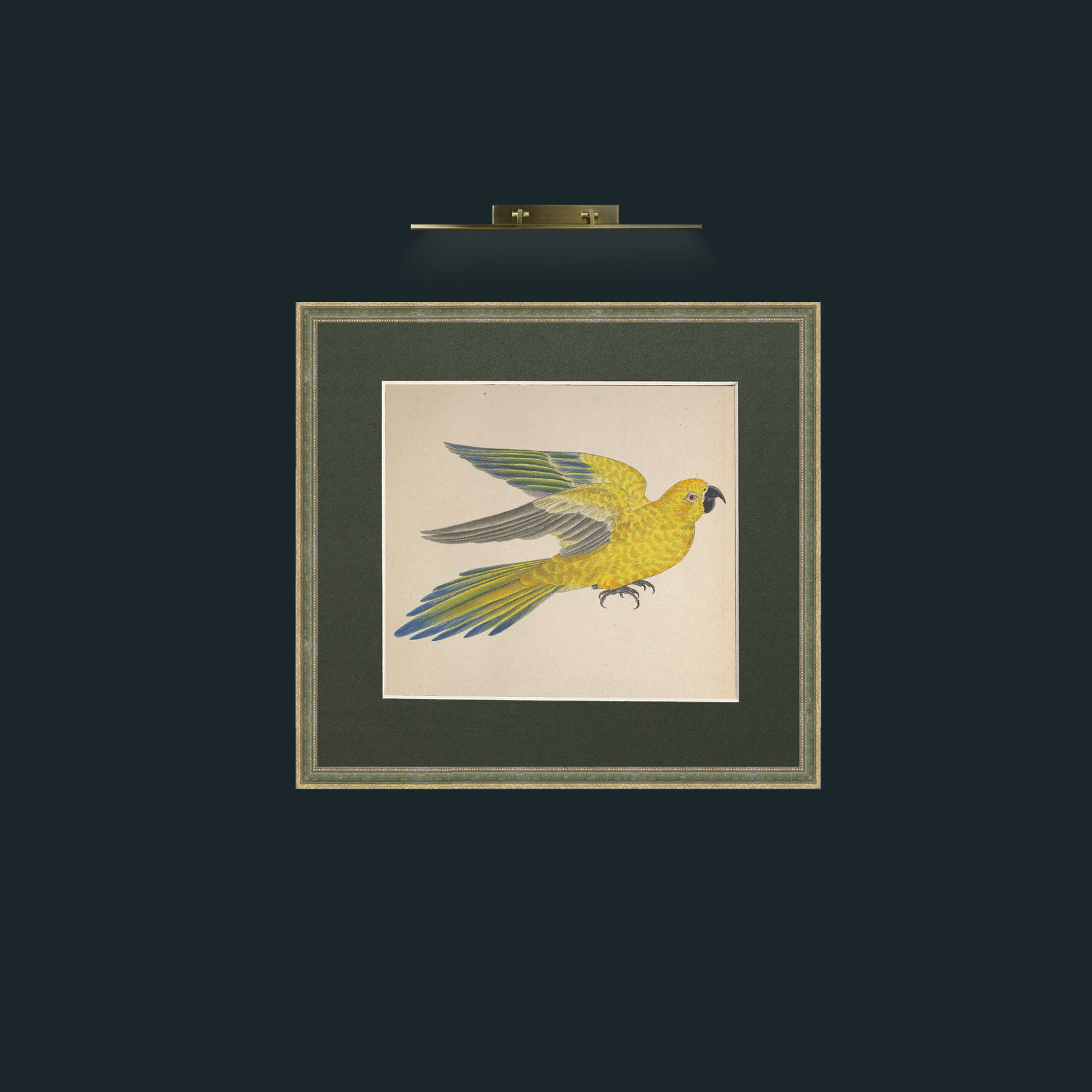 Art-Iuteus a Guarouba Aratinga-Frame-2GreenGiltTextured-Mount-2Green.jpg