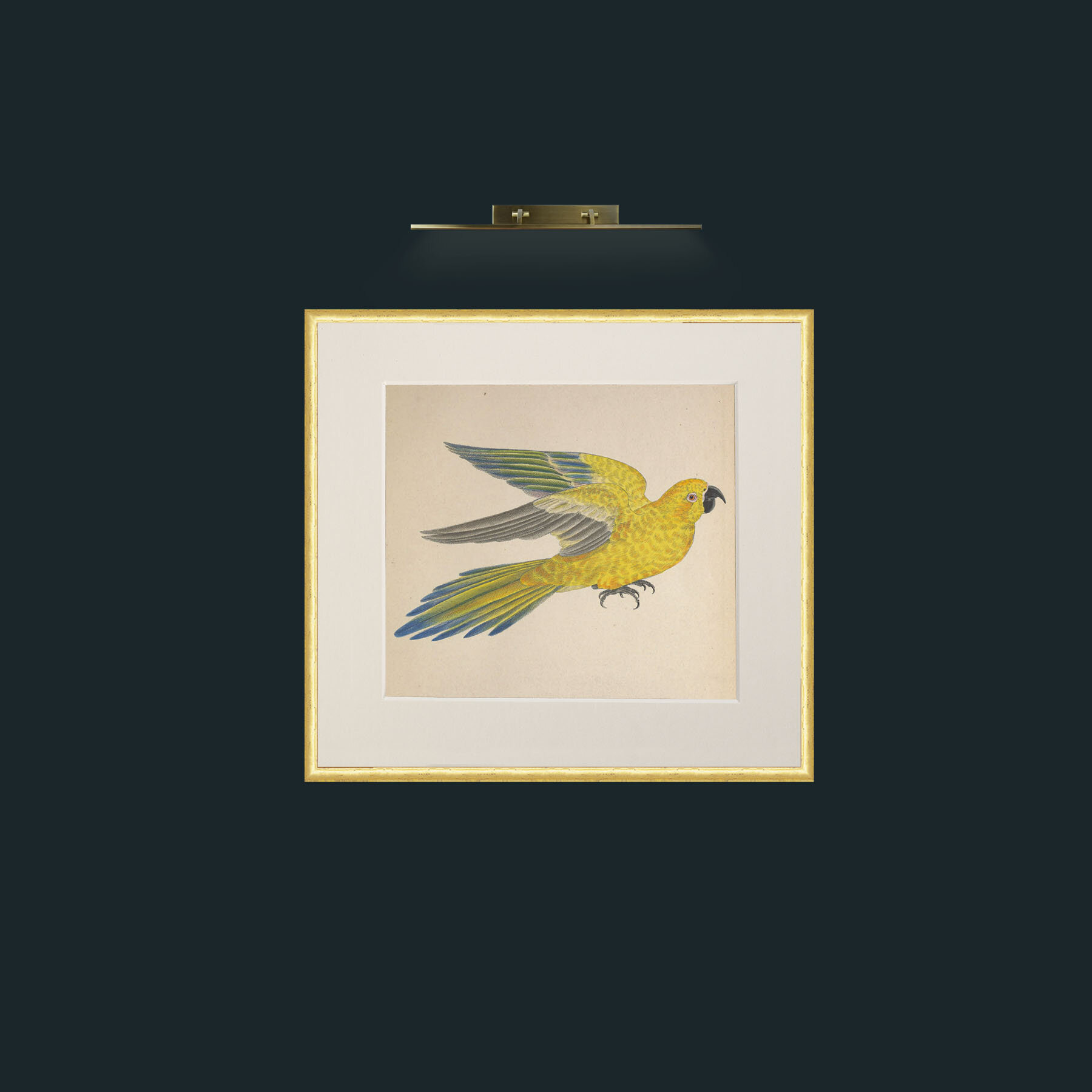 Art-Iuteus a Guarouba Aratinga-Frame-3RoundedGilt-Mount-1Antique.jpg
