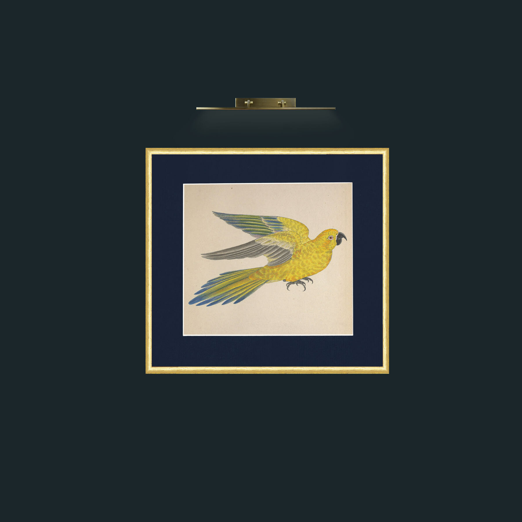 Art-Iuteus a Guarouba Aratinga-Frame-3RoundedGilt-Mount-3Blue.jpg