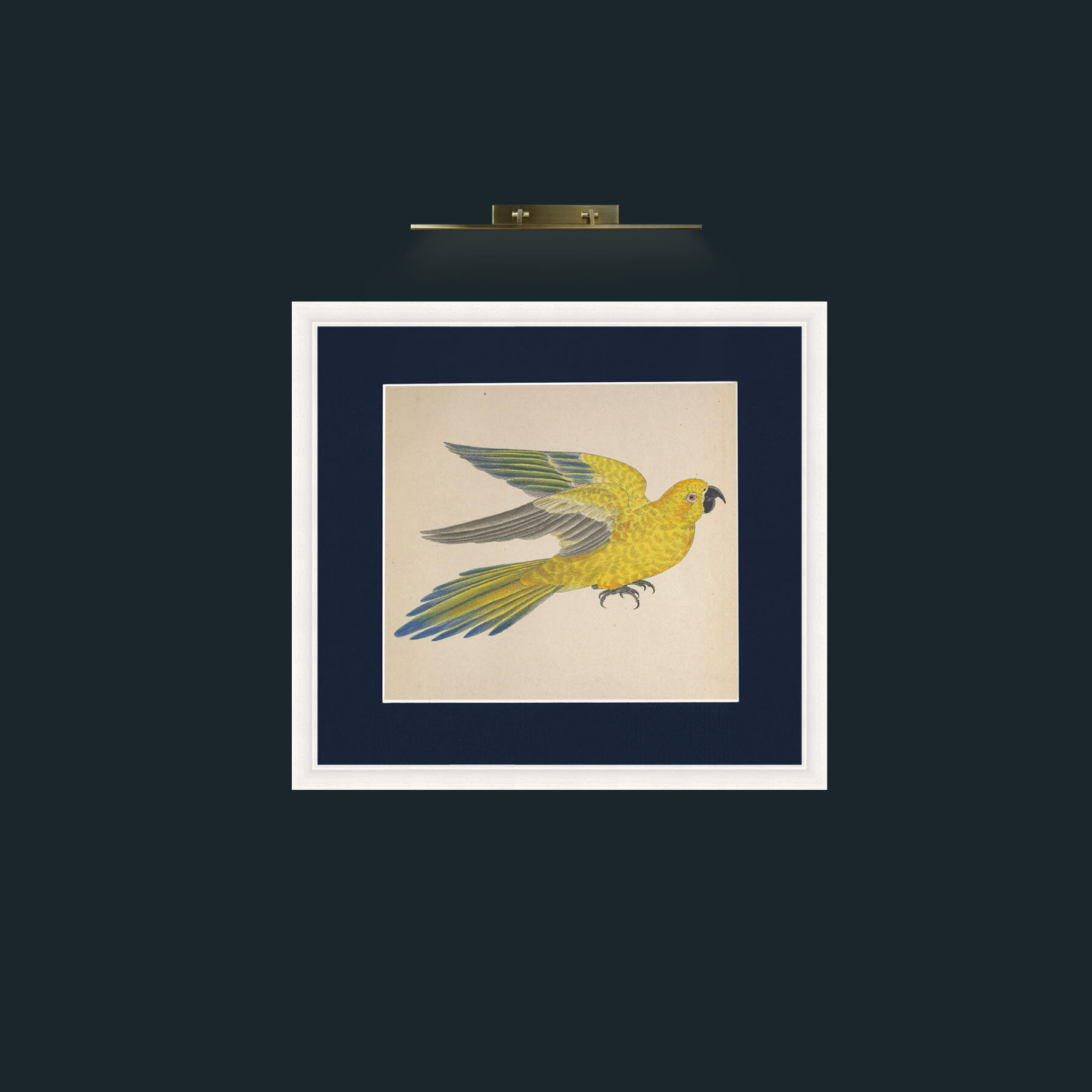 Art-Iuteus a Guarouba Aratinga-Frame-5White-Mount-3Blue.jpg