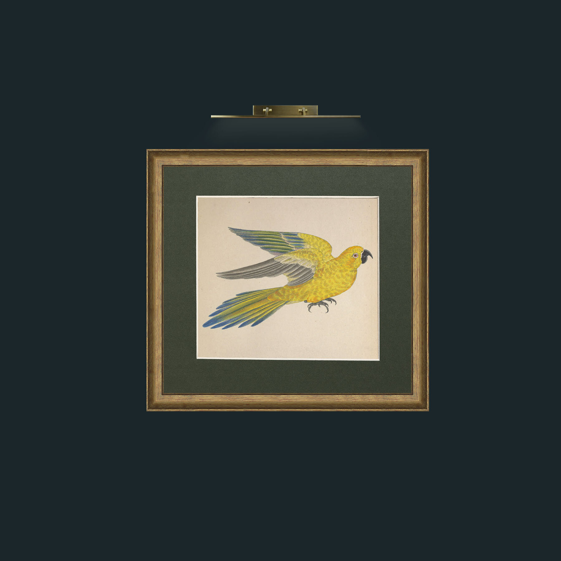 Art-Iuteus a Guarouba Aratinga-Frame-8RedGreenGilt-Mount-2Green.jpg