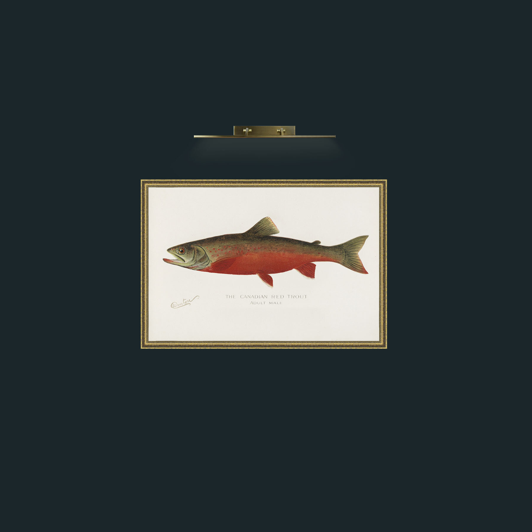 Art-Canadian Red Trout-Frame-1GiltTextured.jpg