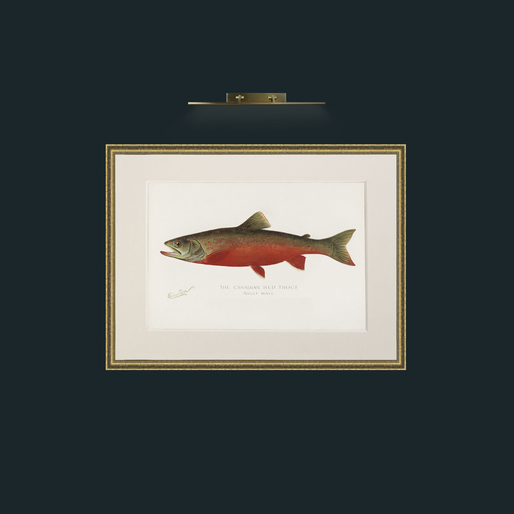 Art-Canadian Red Trout-Frame-1TexturedGilt-Mount-1Antique.jpg