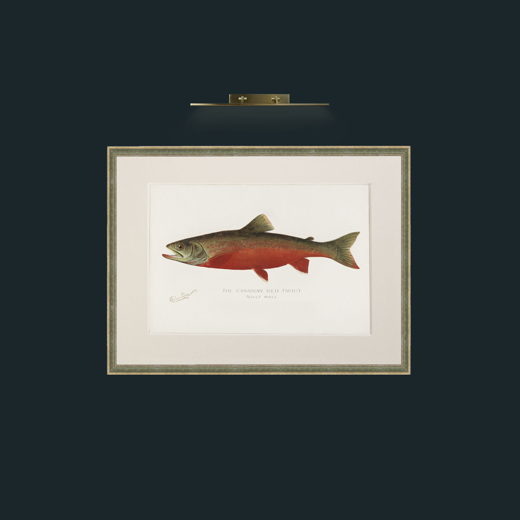 Art-Canadian Red Trout-Frame-2GreenGiltTextured-Mount-1Antique.jpg