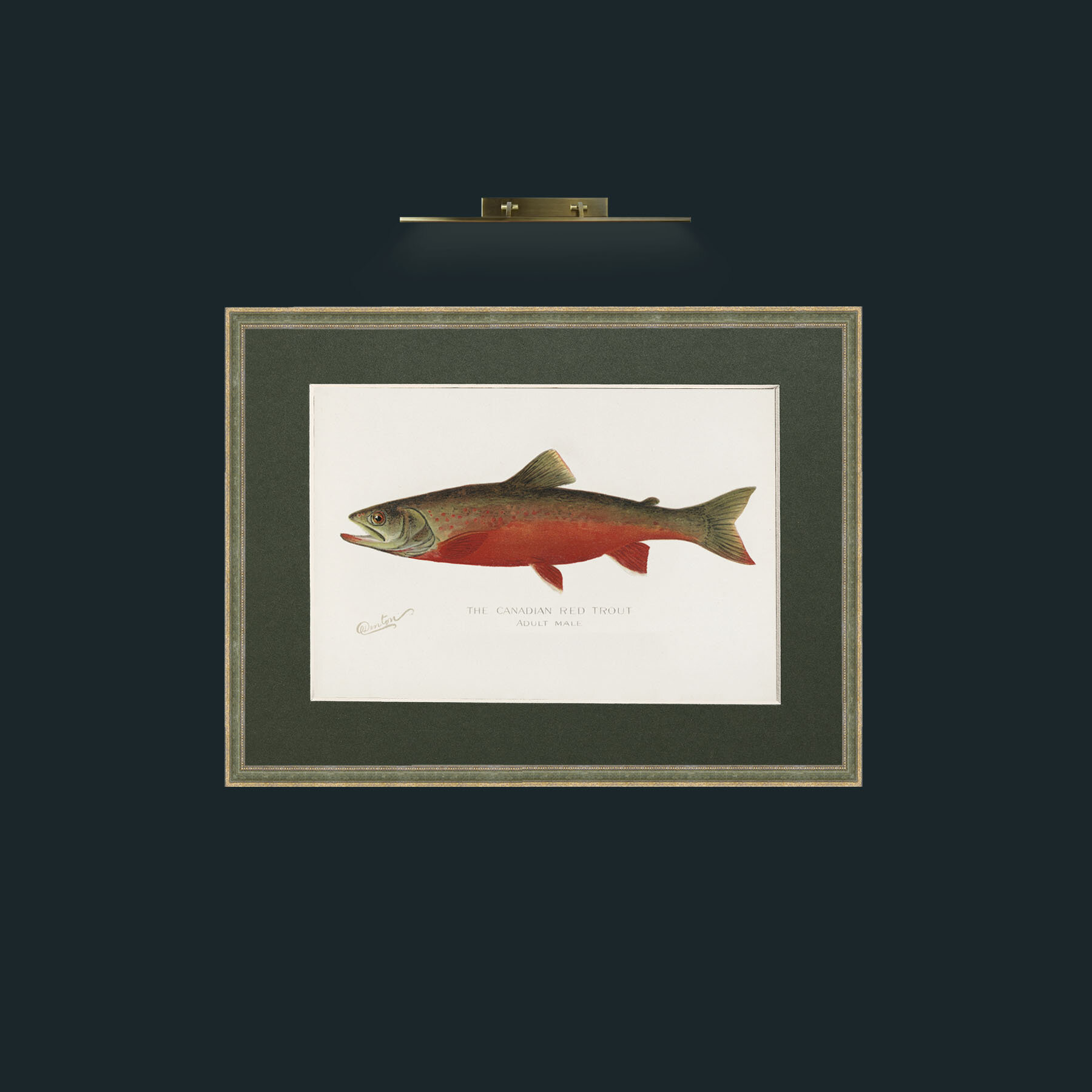 Art-Canadian Red Trout-Frame-2GreenGiltTextured-Mount-2Green.jpg