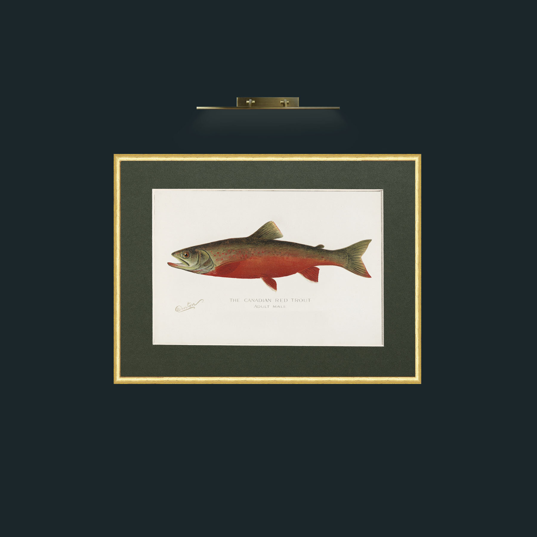 Art-Canadian Red Trout-Frame-3RoundedGilt-Mount-2Green.jpg