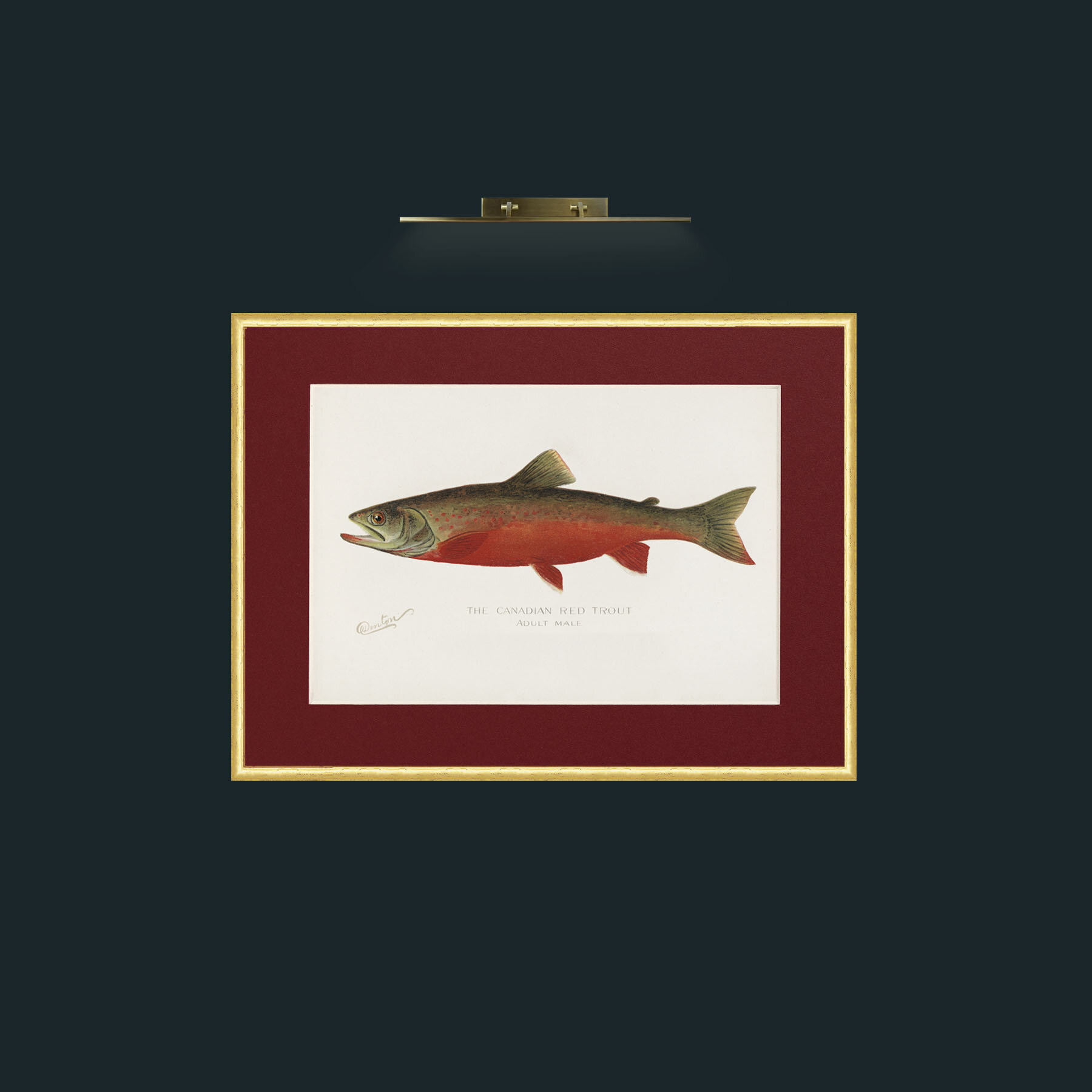 Art-Canadian Red Trout-Frame-3RoundedGilt-Mount-4Red.jpg