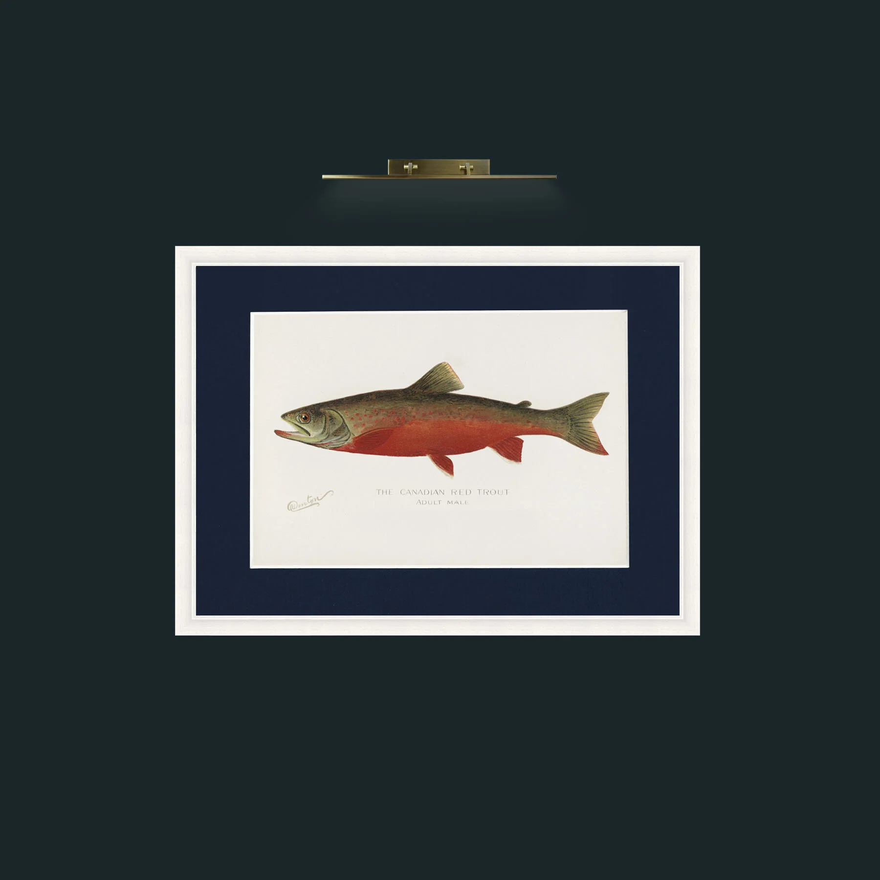 Art-Canadian Red Trout-Frame-5White-Mount-3Blue.jpg