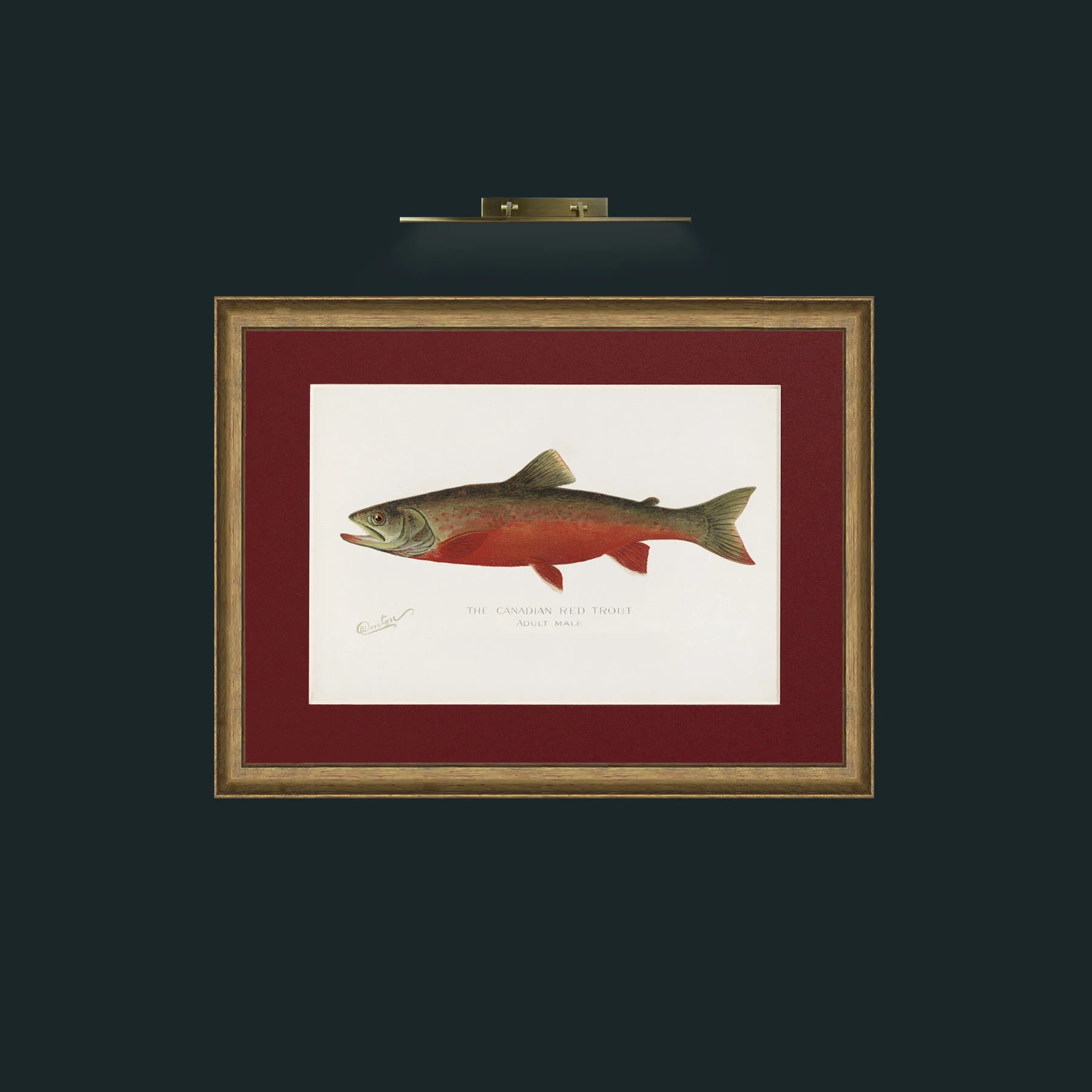 Art-Canadian Red Trout-Frame-8AntiqueRedGoldGilt-Mount-4Red.jpg