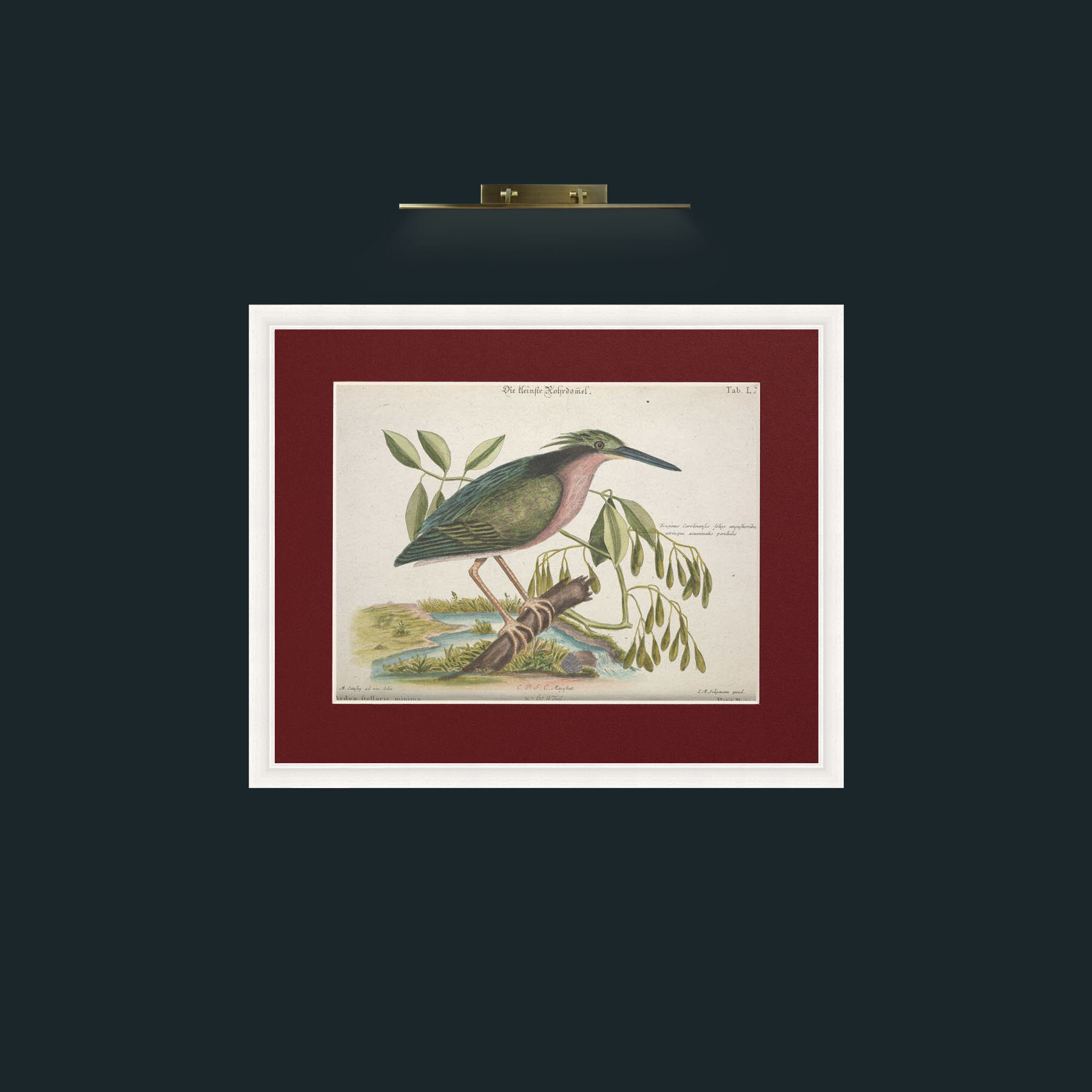 Art-Little Bittern-Frame-5White-Mount-4Red.jpg