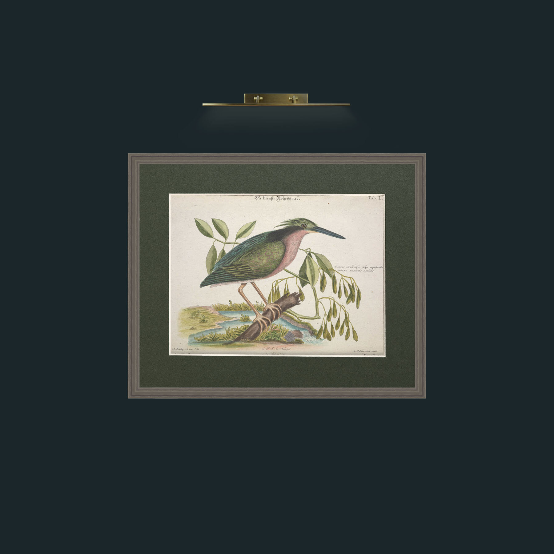 Art-Little Bittern-Frame-6Grey-Mount-2Green.jpg