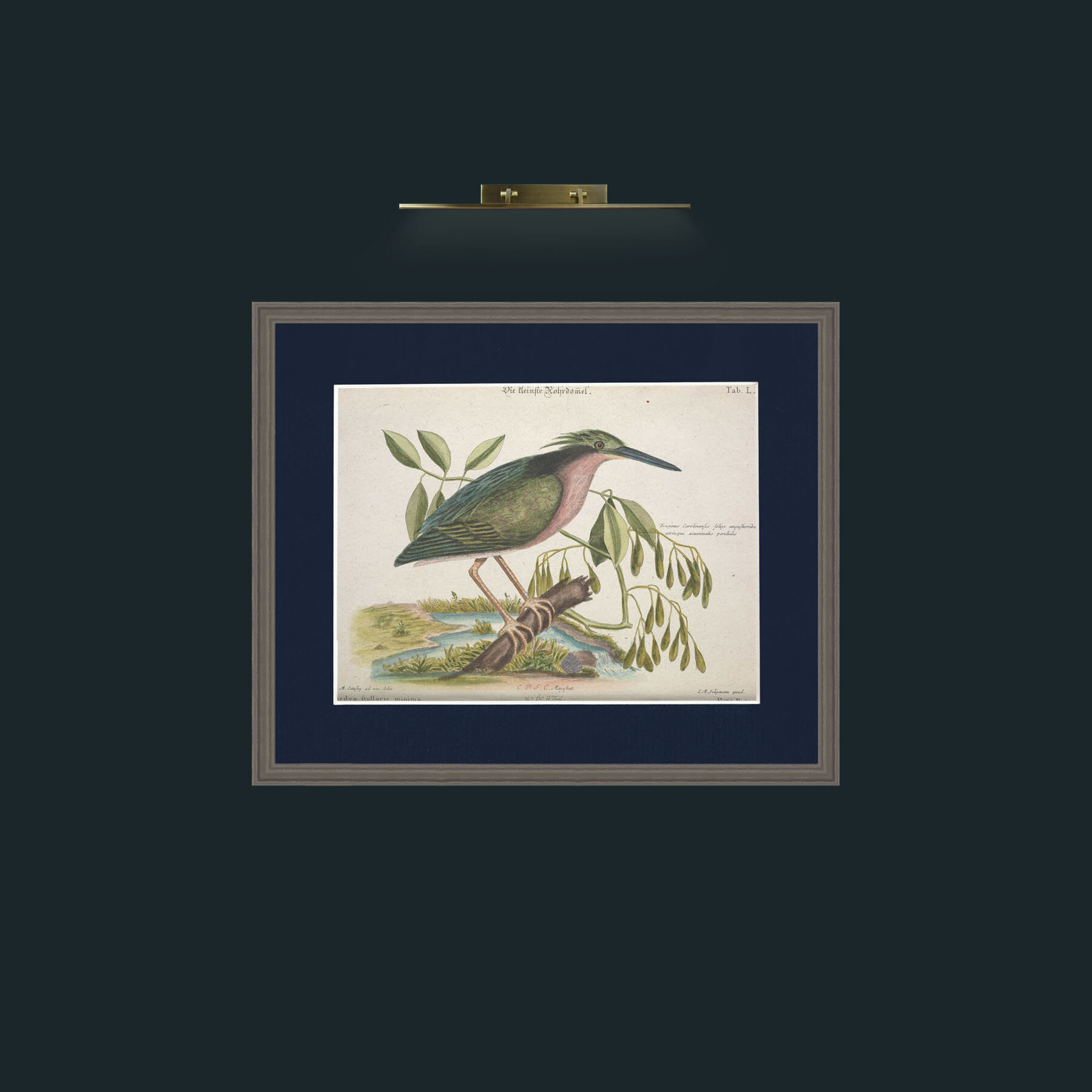 Art-Little Bittern-Frame-6Grey-Mount-3Blue.jpg