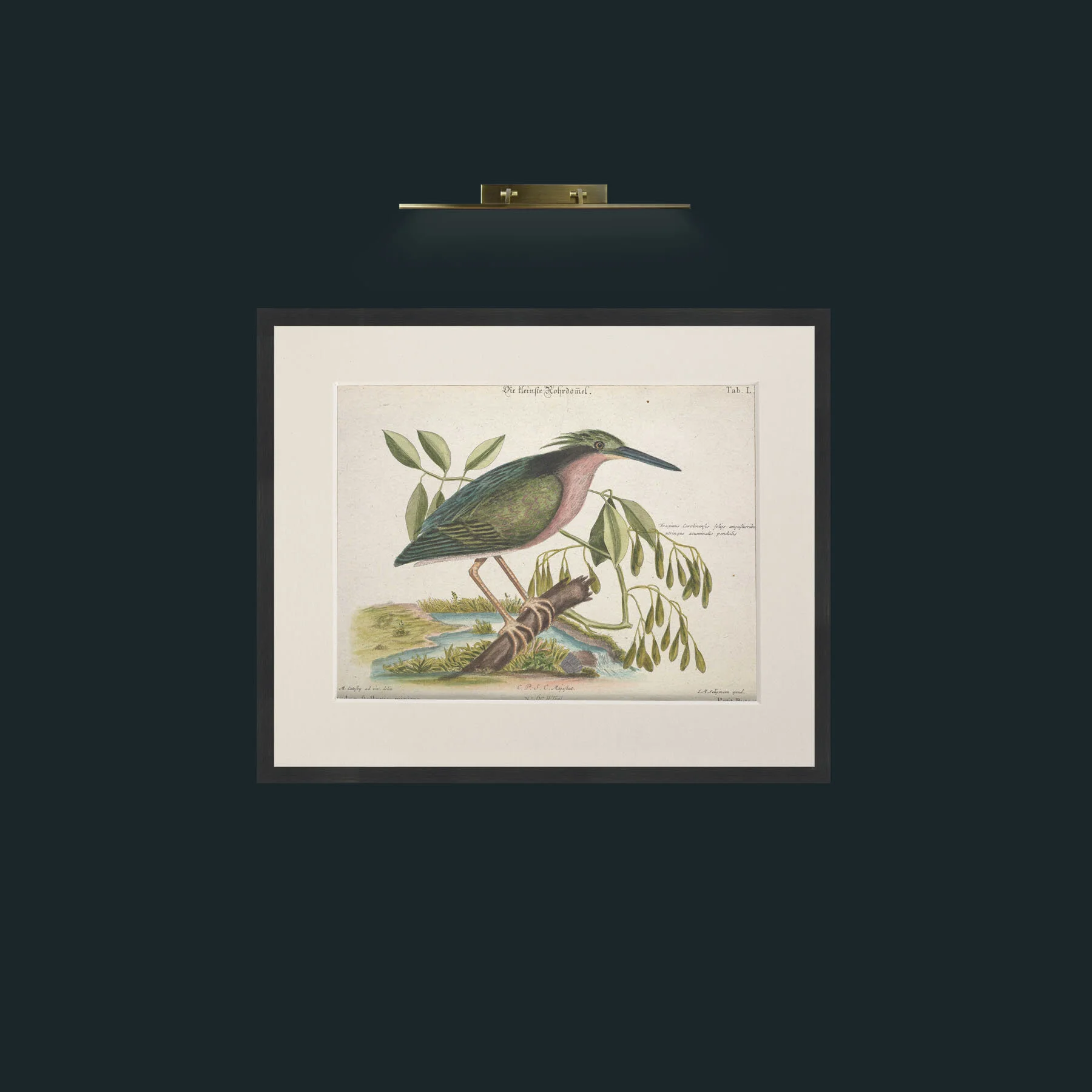 Art-Little Bittern-Frame-7Black-Mount-1Antique.jpg