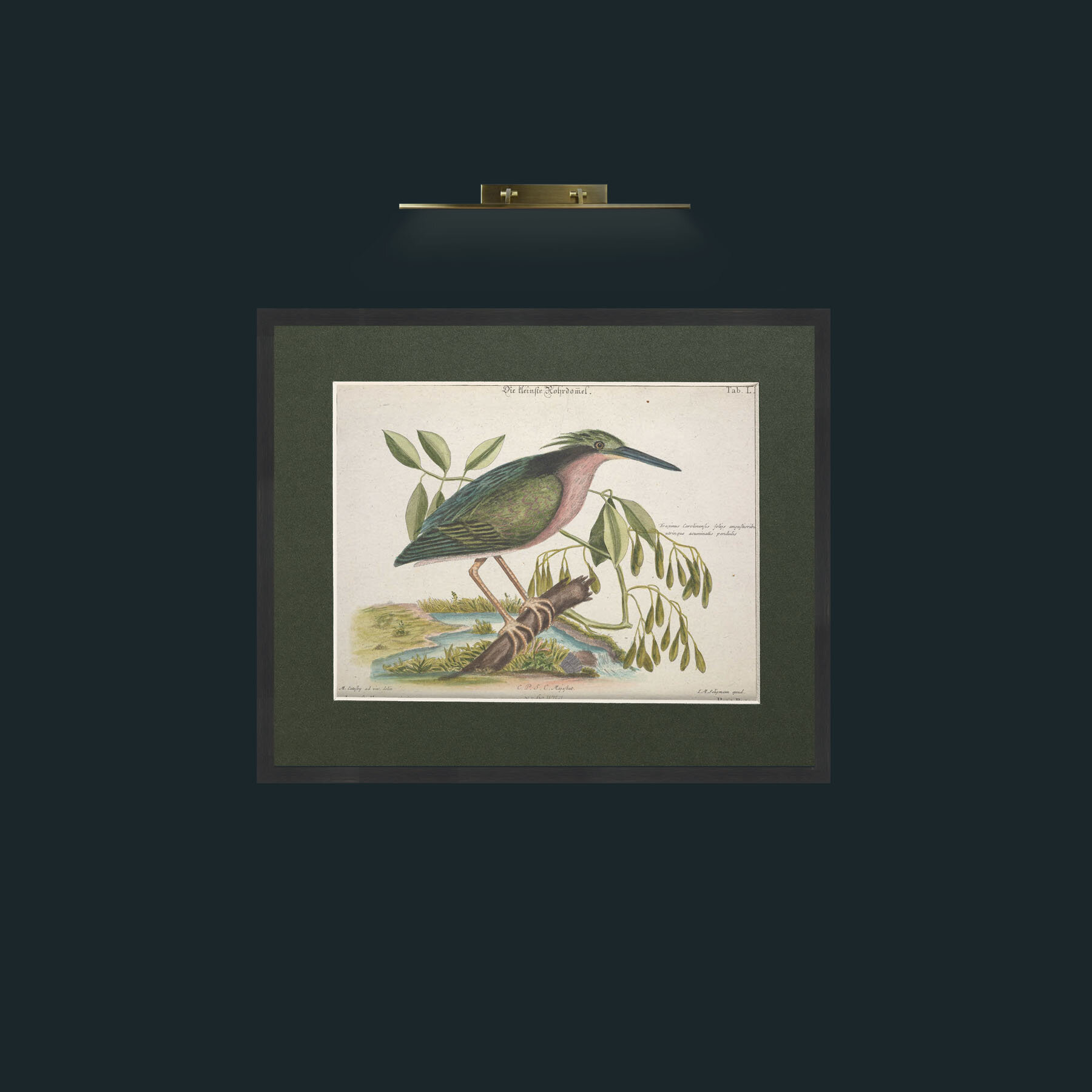 Art-Little Bittern-Frame-7Black-Mount-2Green.jpg