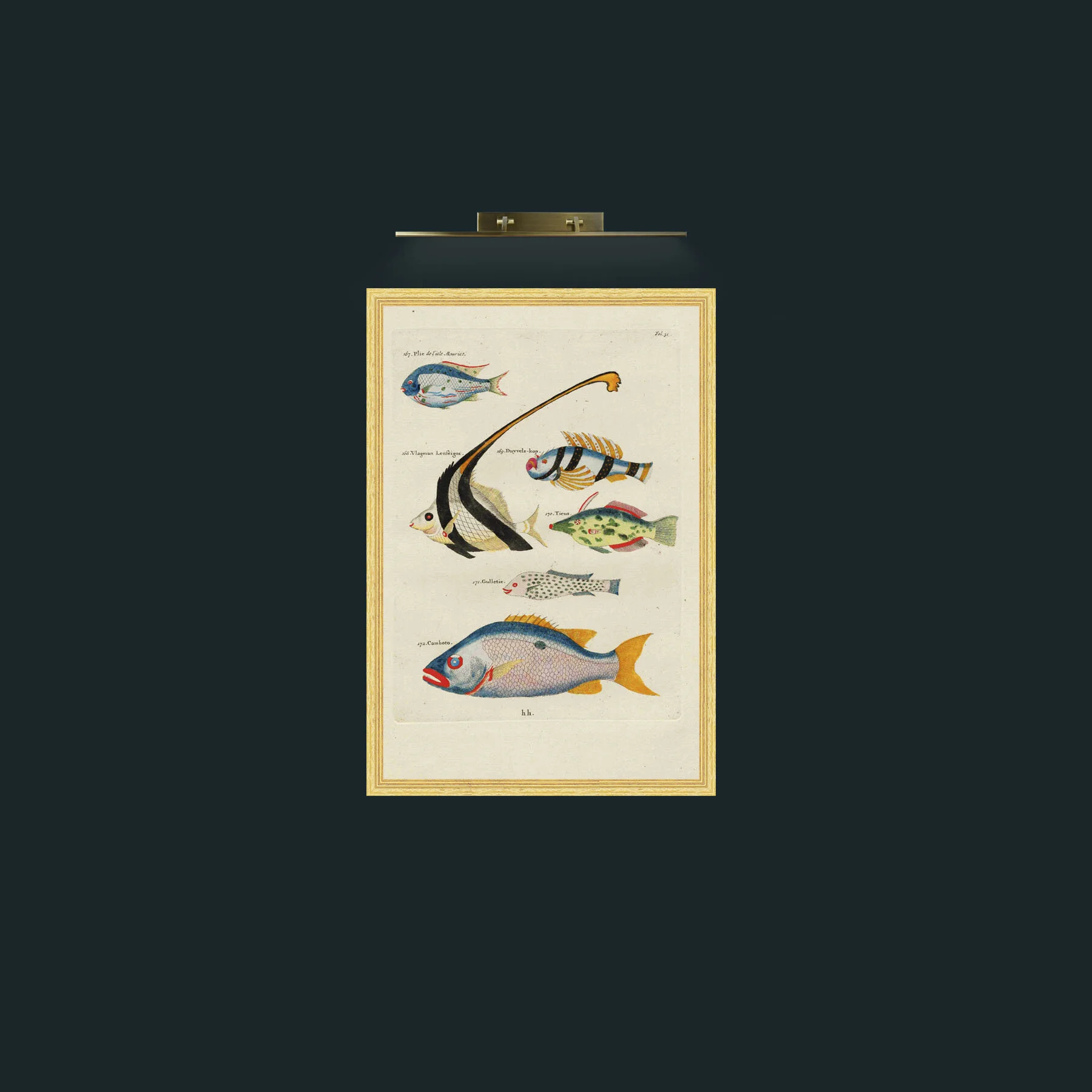 Art-Colourful Fish-Frame-4BevelledGilt.jpg