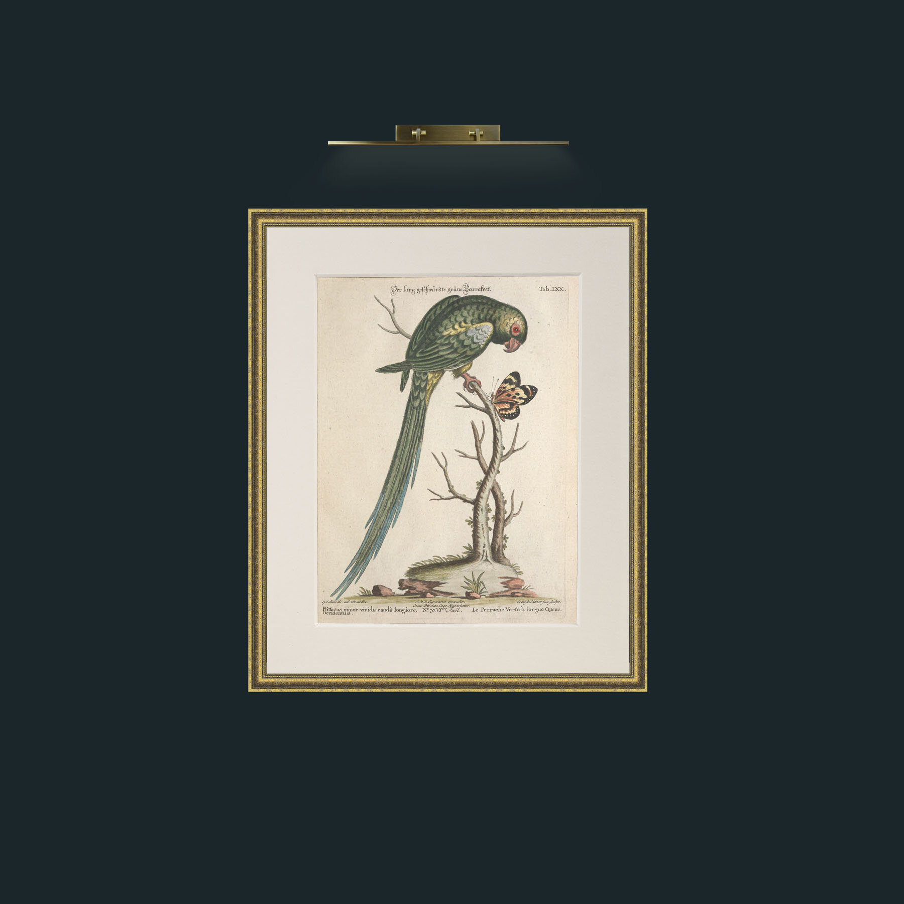Art-Long Tailed Green Parakeet-Frame-1GiltTextured-Mount-1Antique.jpg