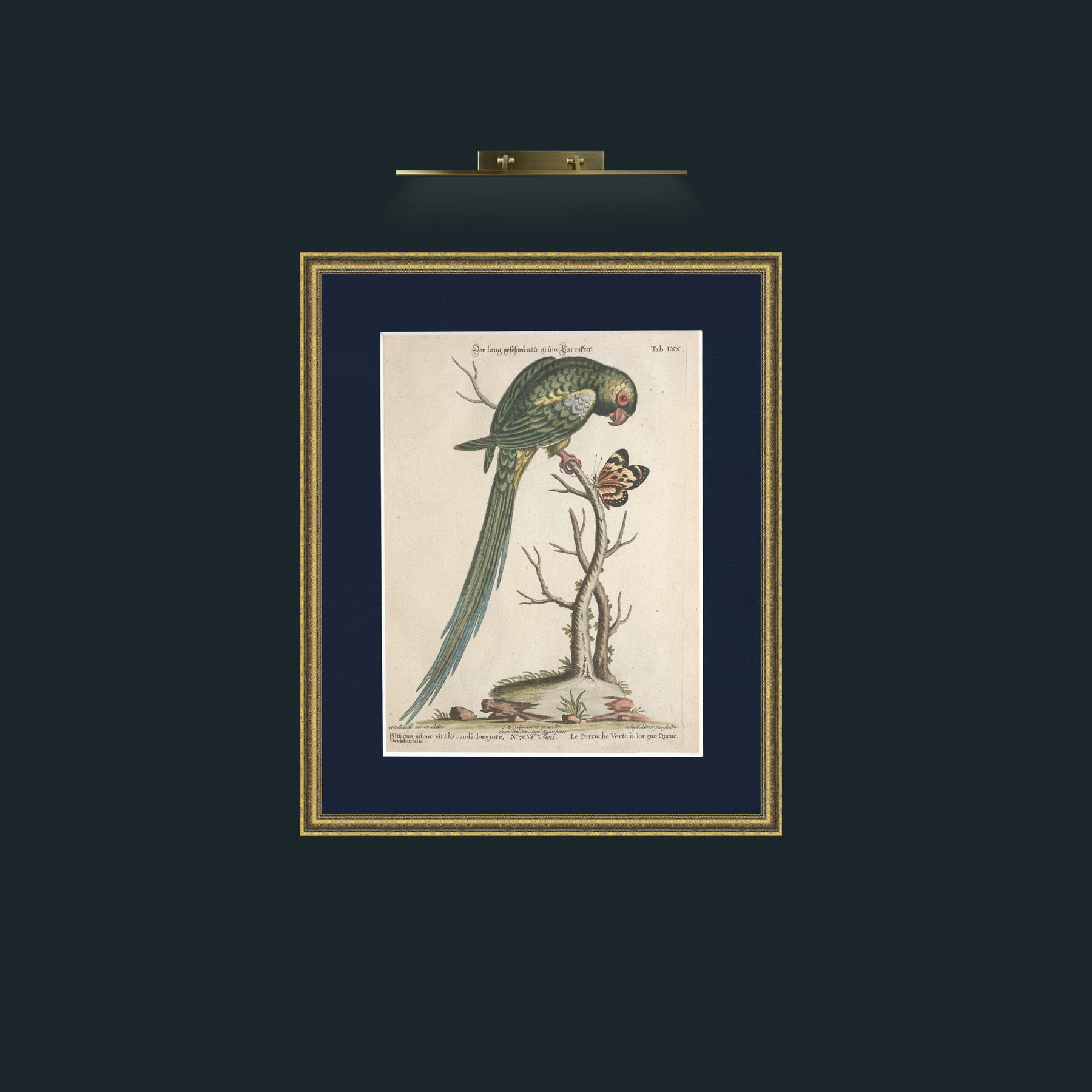 Art-Long Tailed Green Parakeet-Frame-1GiltTextured-Mount-3Blue.jpg
